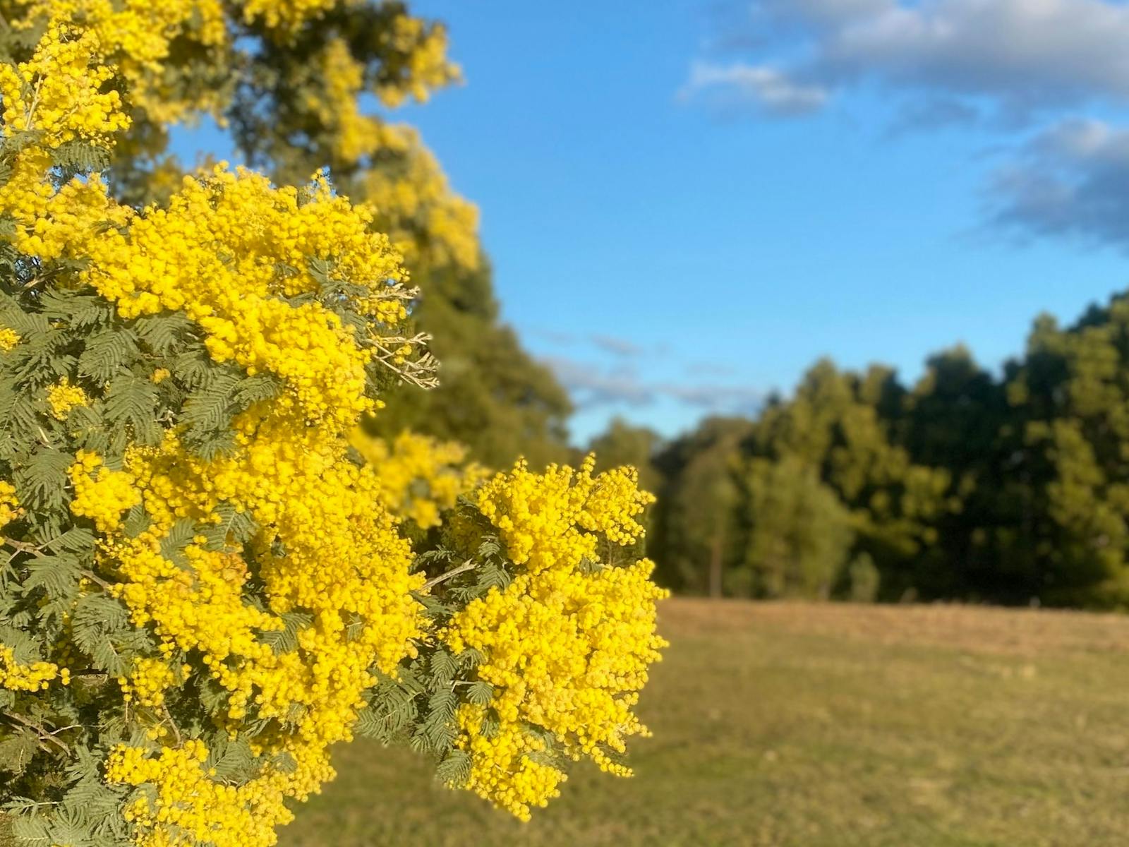 Spring 🌼