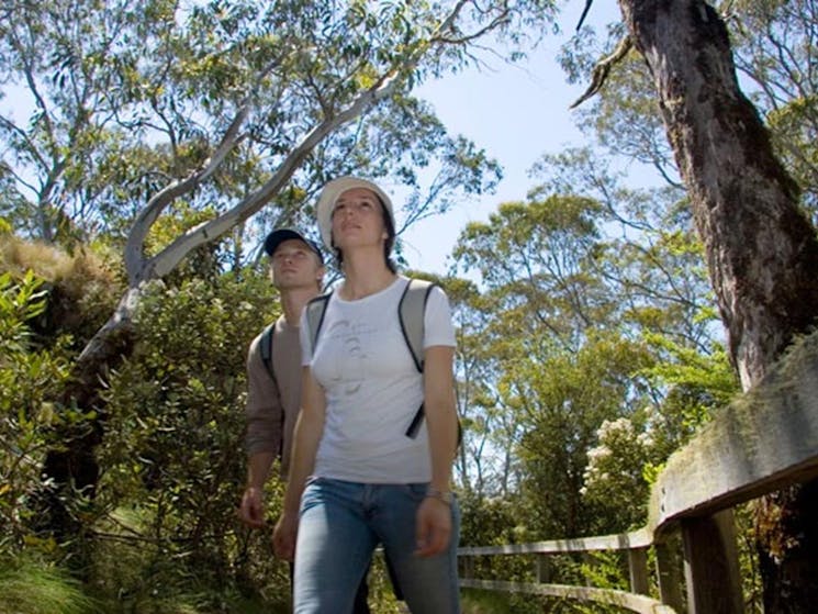 Point lookout, New England National Park. Photo: G Coles/NSW Government