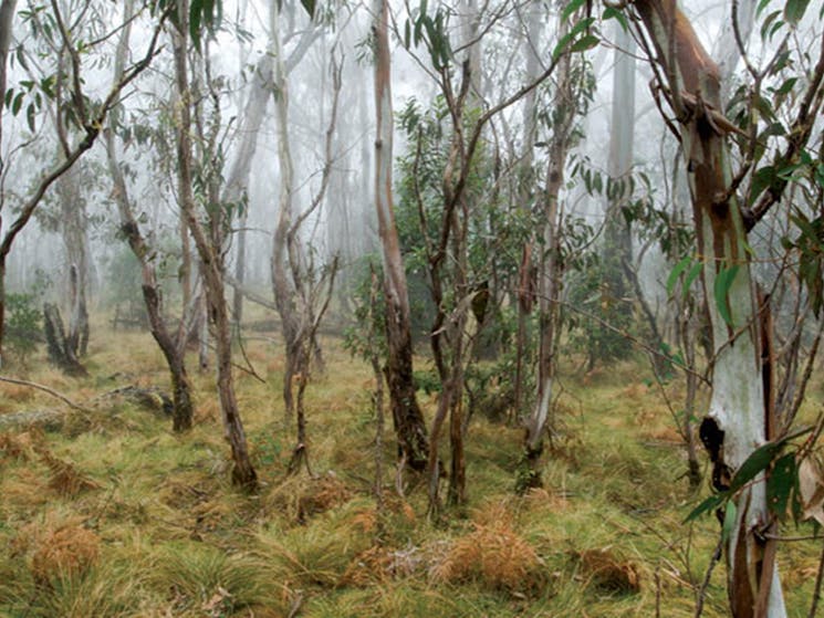 Point Lookout, New England National Park. Photo: Michael van Ewijk/NSW Government