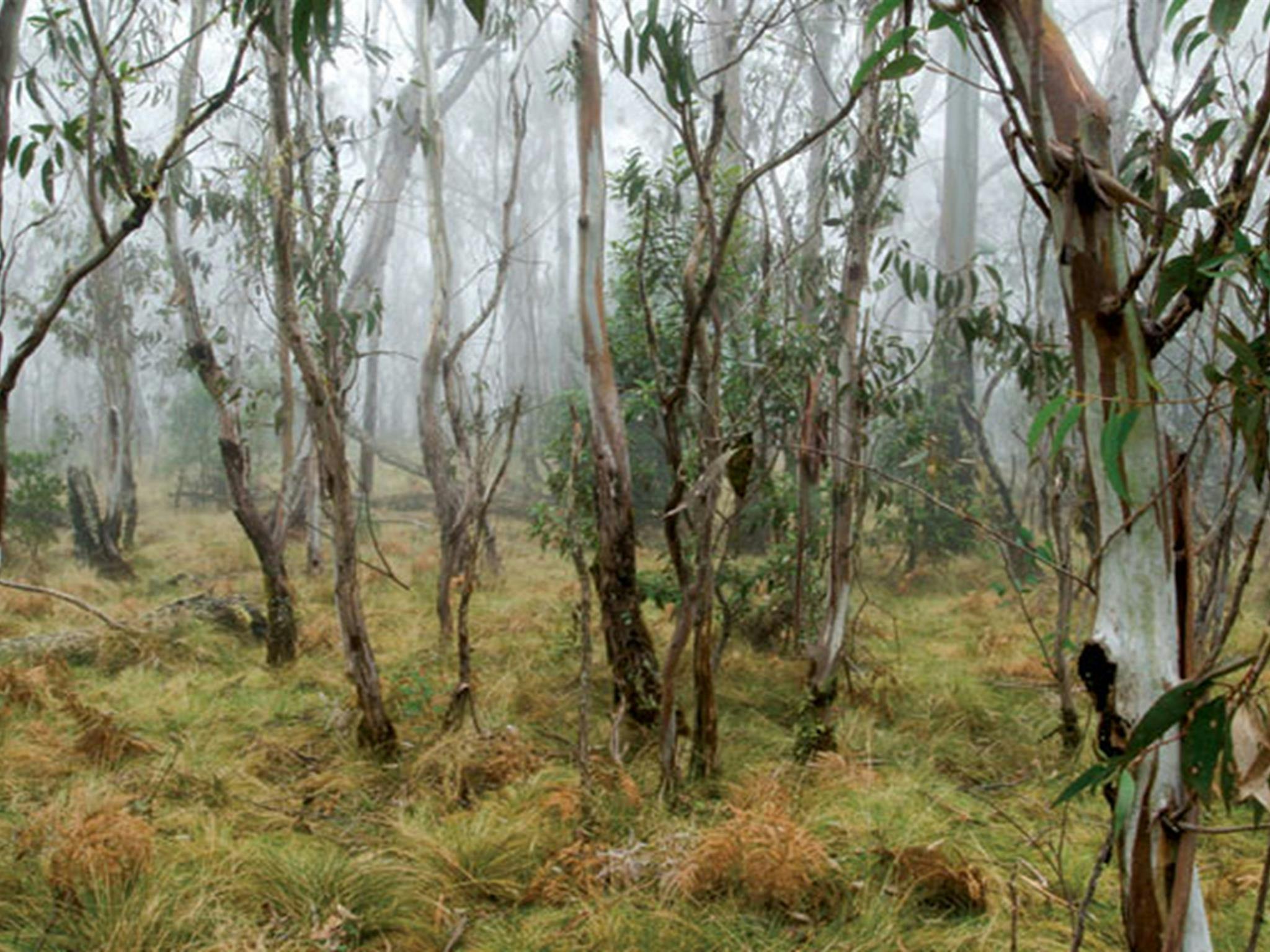 Point Lookout, New England Nationalpark. Foto: Michael van Ewijk/Regierung von New South Wales
