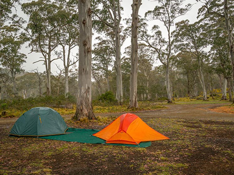 Two tents pitched under trees in Polblue campground and picnic area, Barrington Tops National Park.