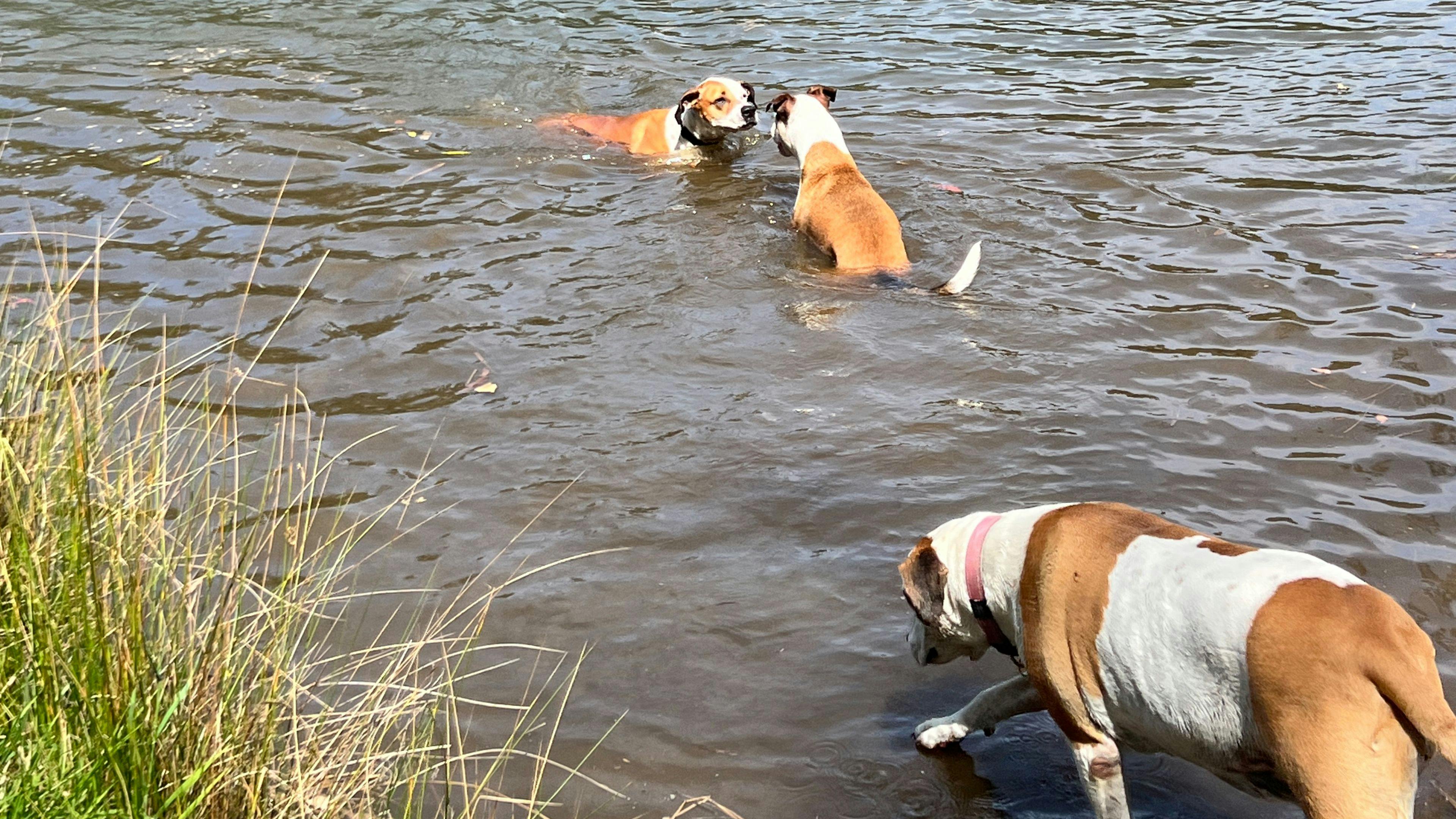 로즈몬트 에스테이트의 포플러