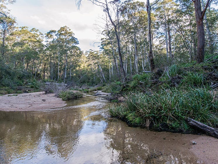 Clear waters of Tantawangalo Creek running through open forest. Photo: John Spencer/OEH