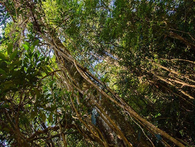 Potoroo Falls picnic area, Tapin Tops National Park. Photo: John Spencer/OEH