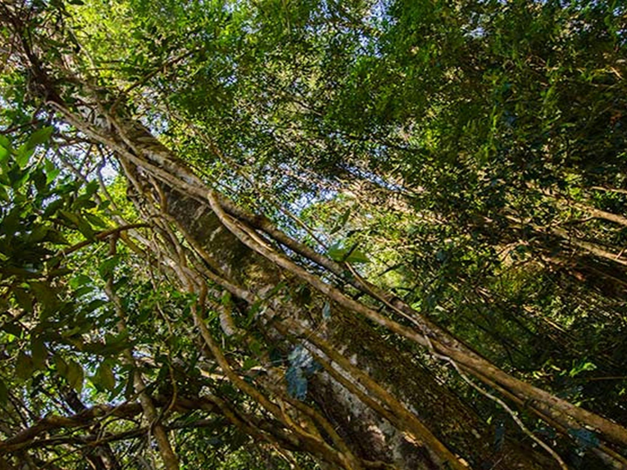 Picknickplatz Potoroo Falls, Tapin Tops Nationalpark. Foto: John Spencer/OEH