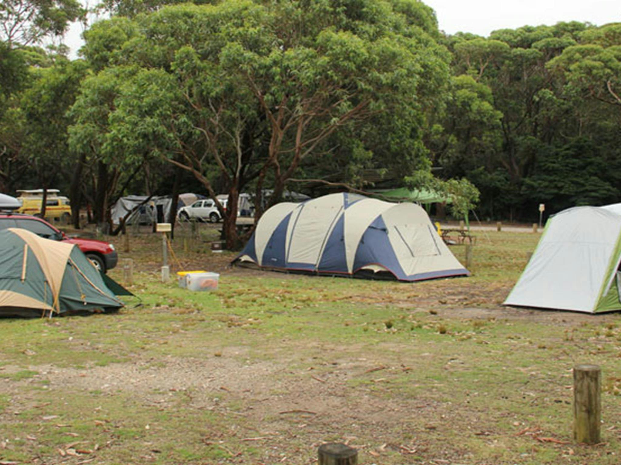 Tents at Pretty Beach campground, Murramarang National Park. Photo: John Yurasek &copy; OEH