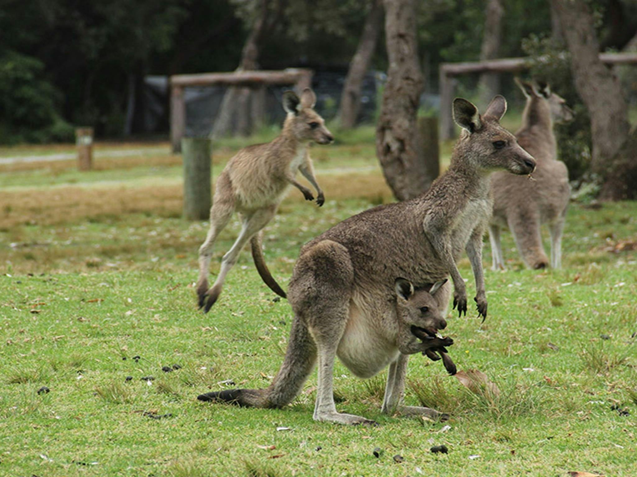 Pretty Beach campground - Murramarang National Park