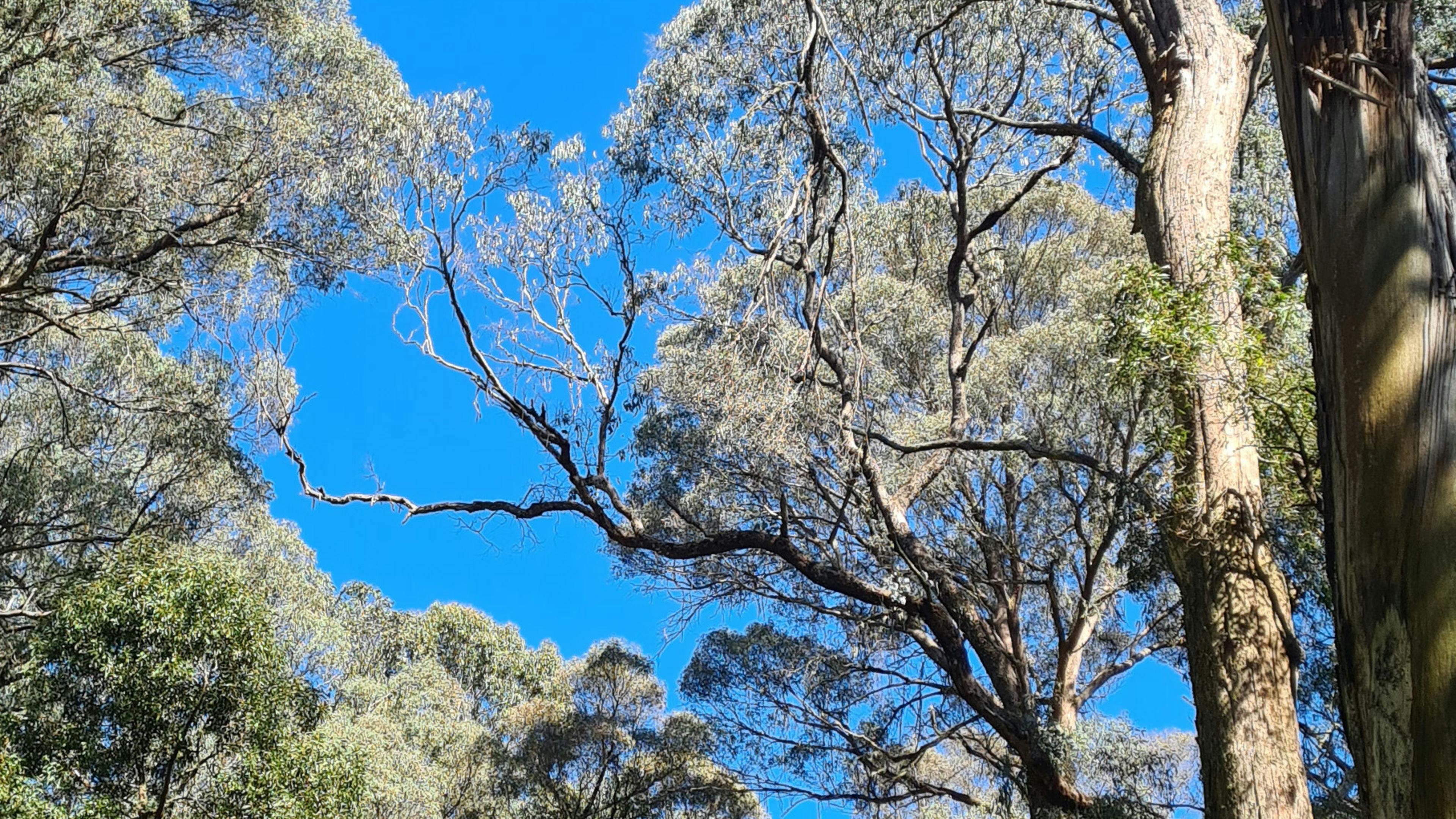 Image for Micalong Gorge