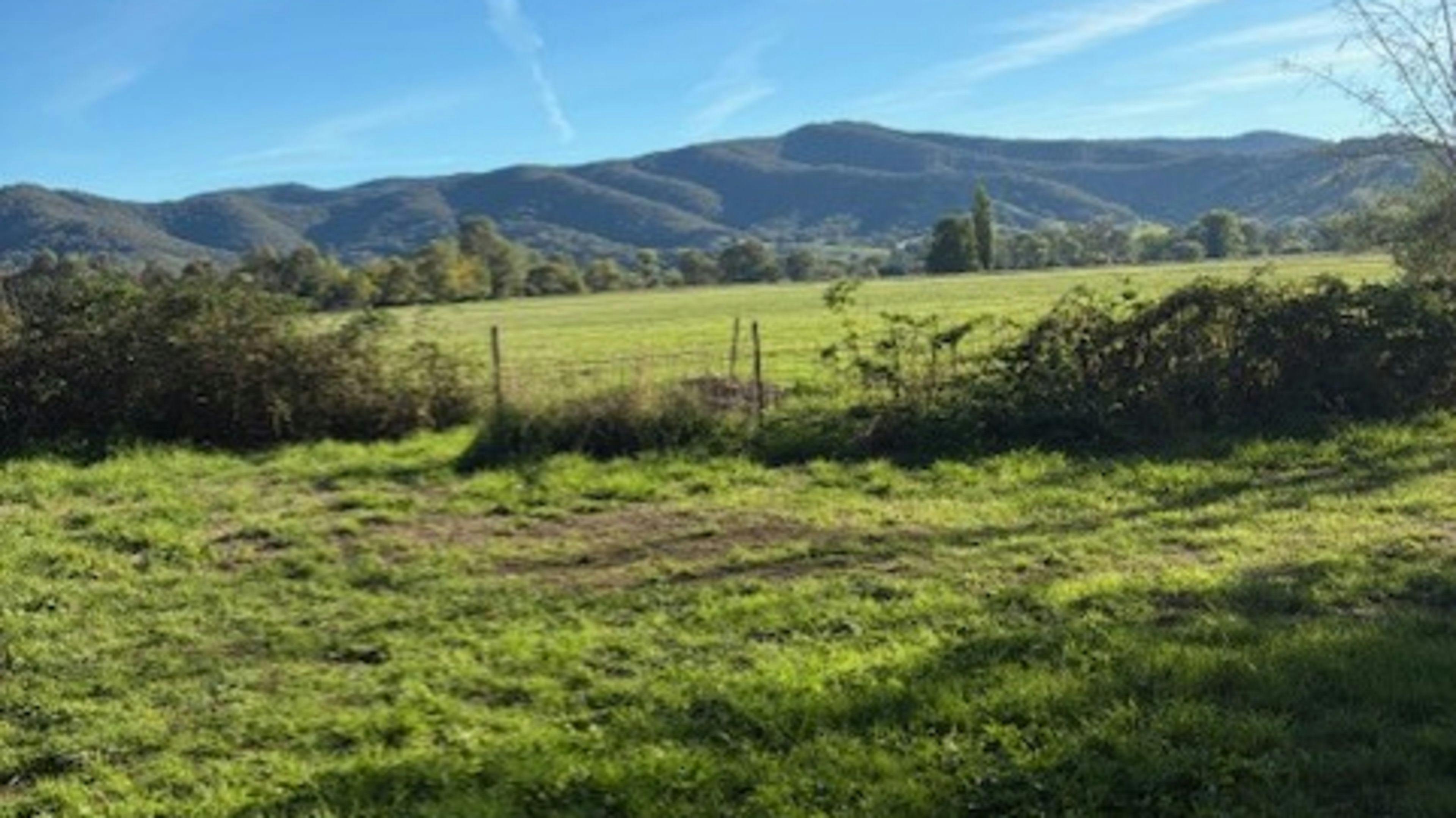 Violet Farm