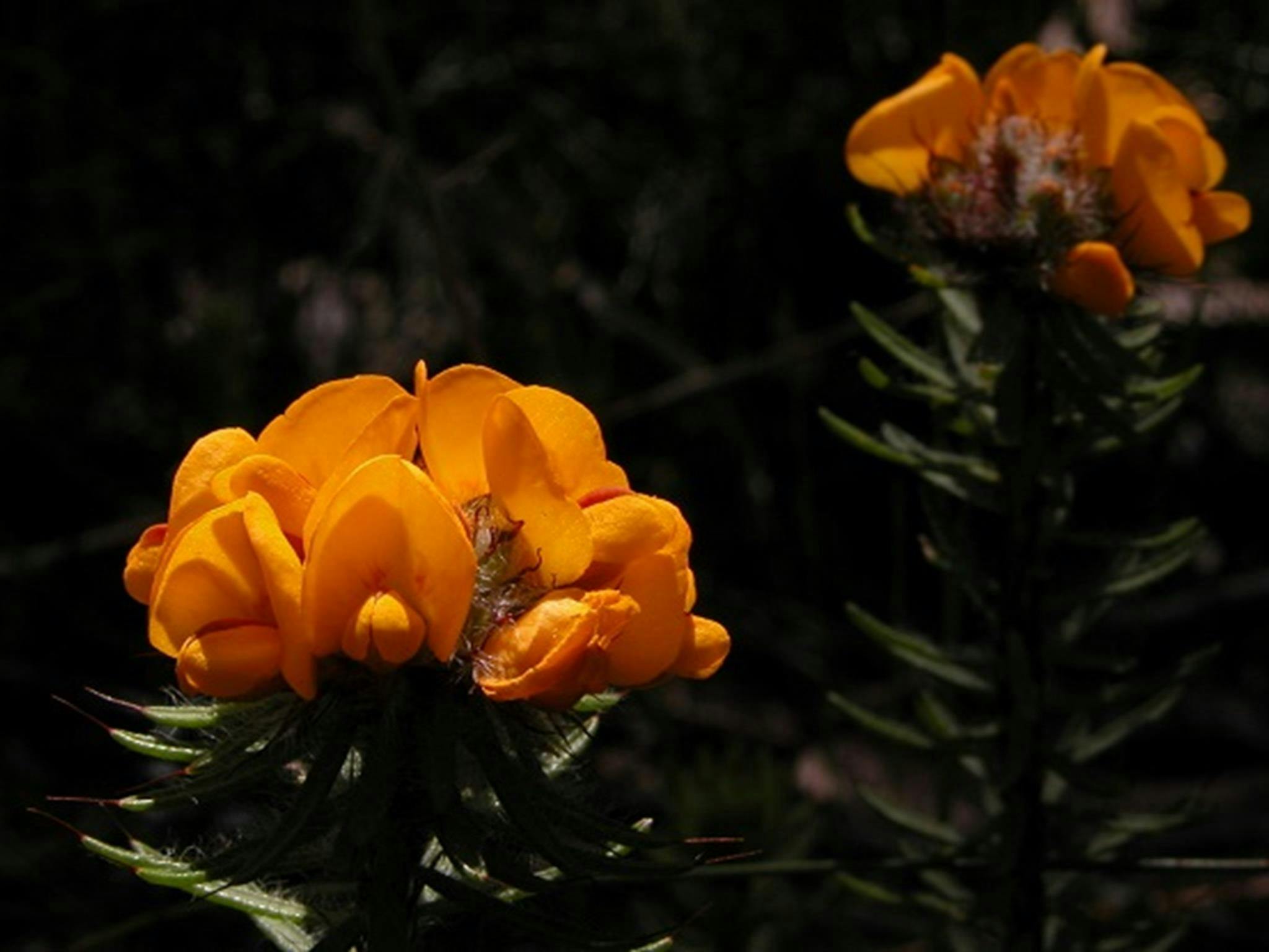 Pultenaea aristata. Photo: Jamie Erskine OEH