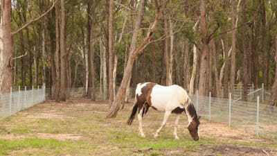Janisa | Horse & Dog Friendly Stay