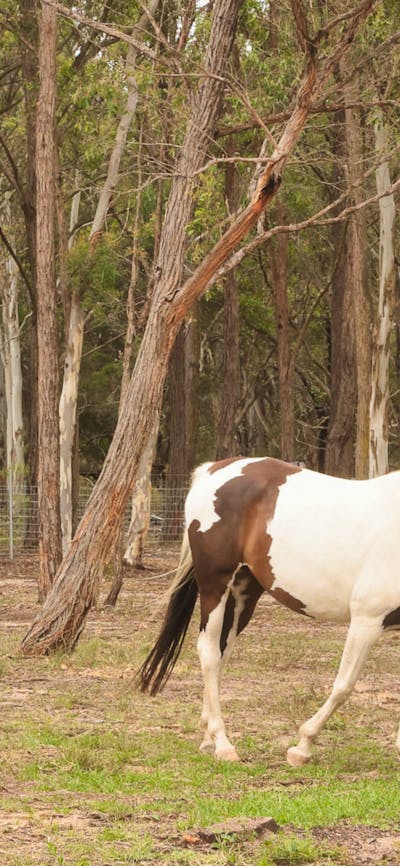 Janisa | Horse & Dog Friendly Stay