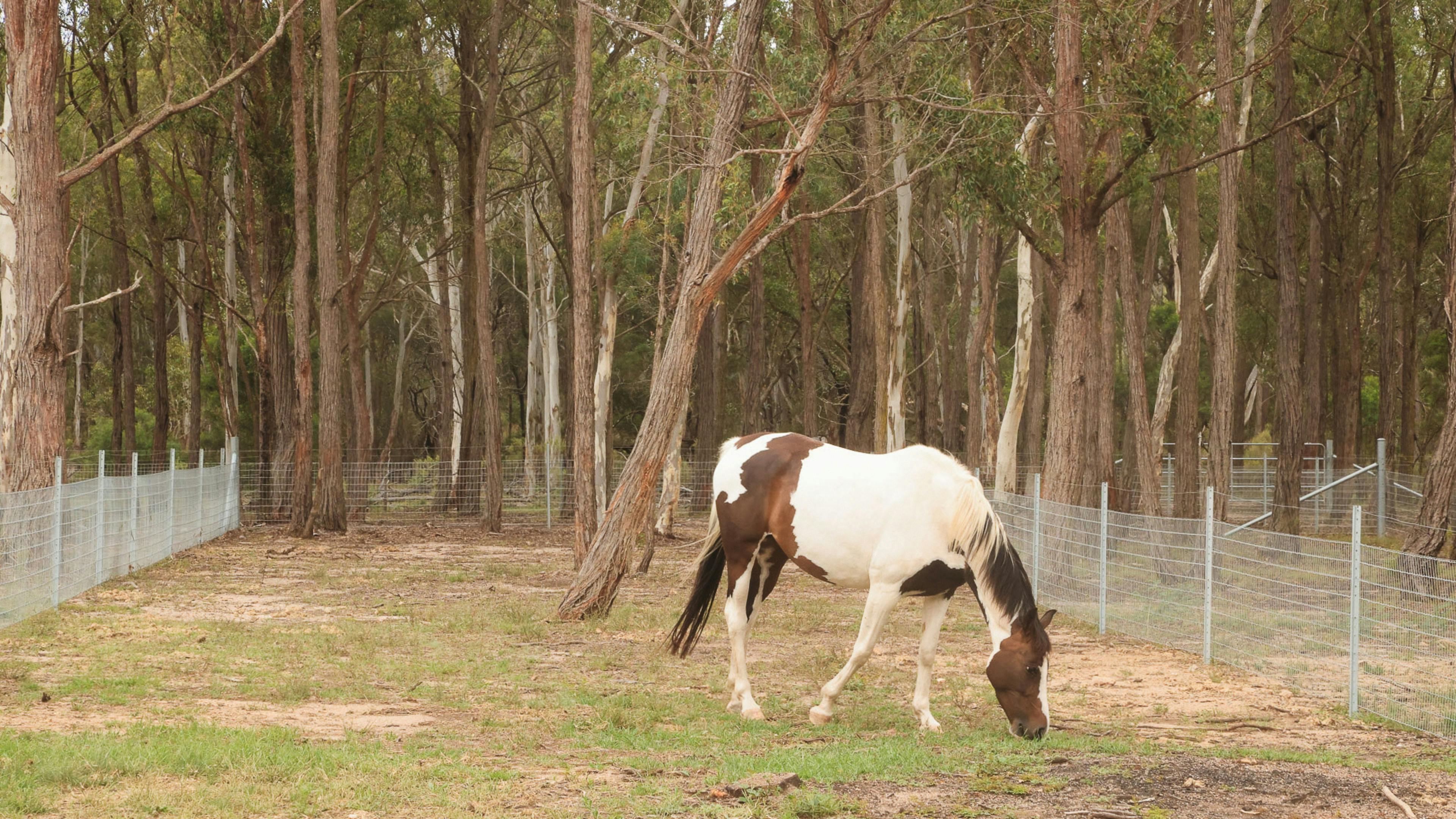 Janisa | Horse & Dog Friendly Stay