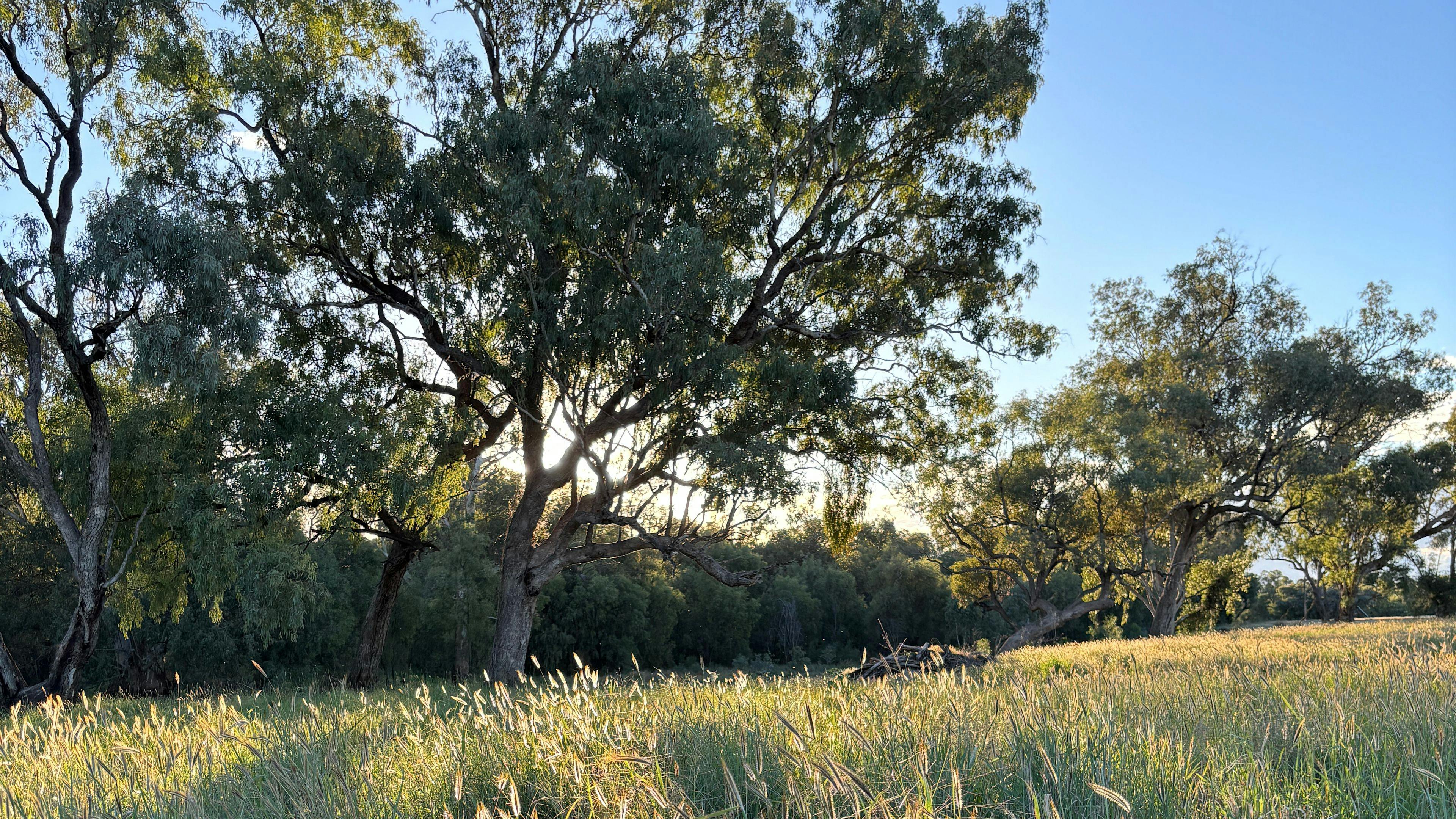 Tarrawingee Farm - Curated Gardens