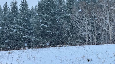 Wombat Pines - Private Camping