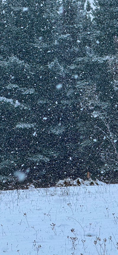 Wombat Pines - Private Camping