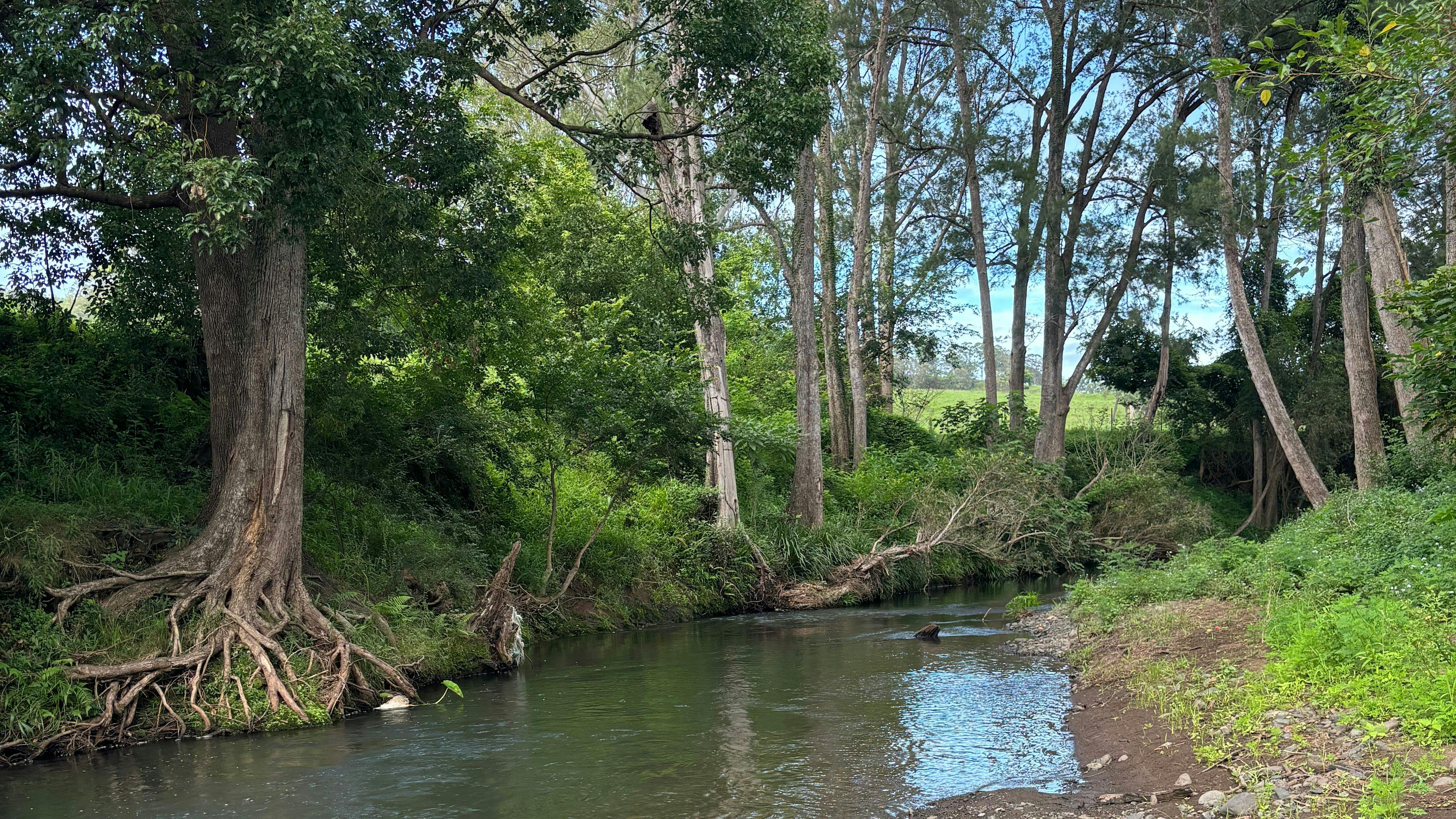 Border Ranges Pastoral