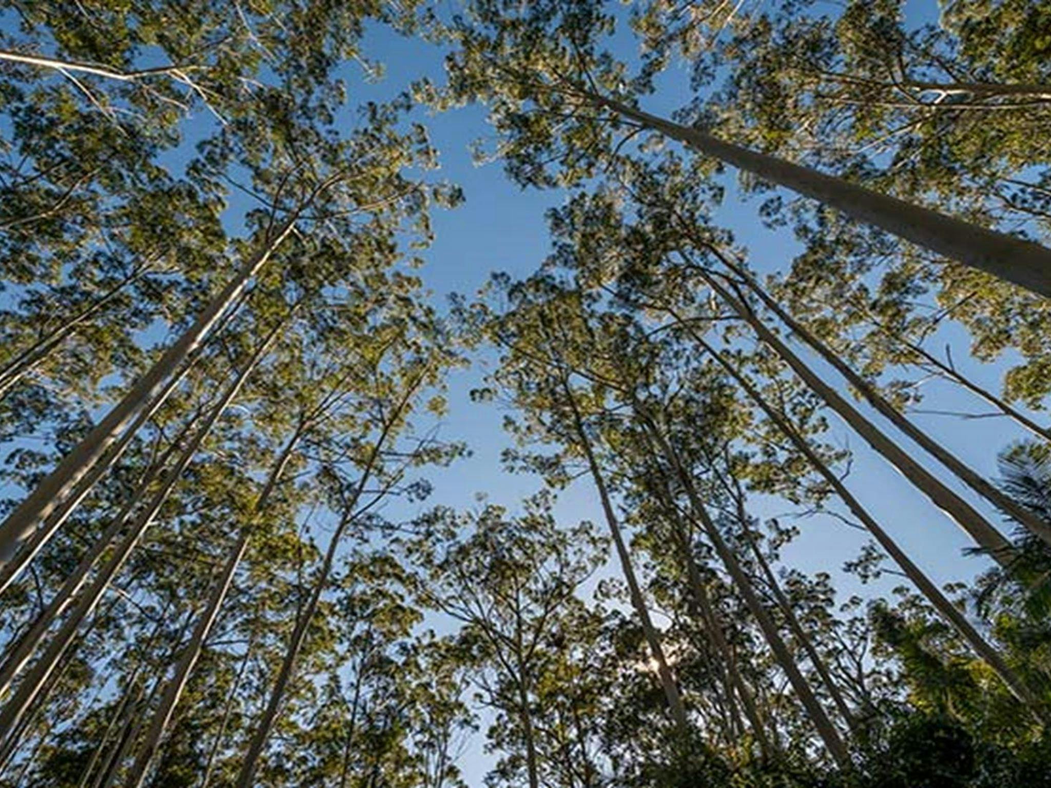 Queens Lake Nature Reserve. Photo: John Spencer © DPIE