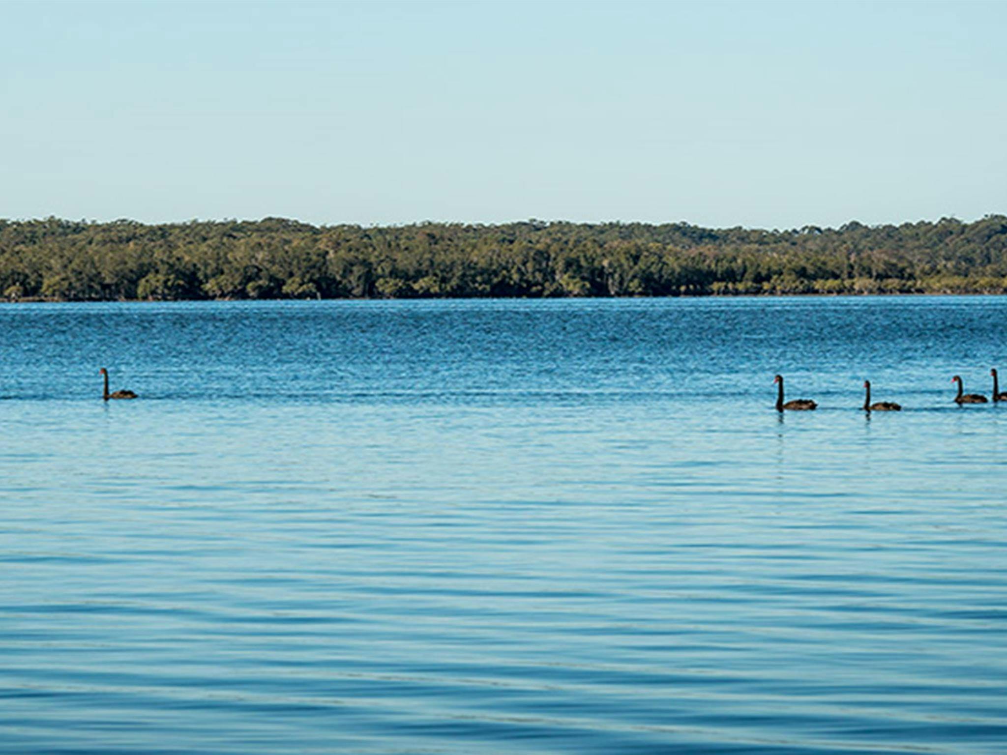 Queens Lake Nature Reserve. Photo: John Spencer © DPIE