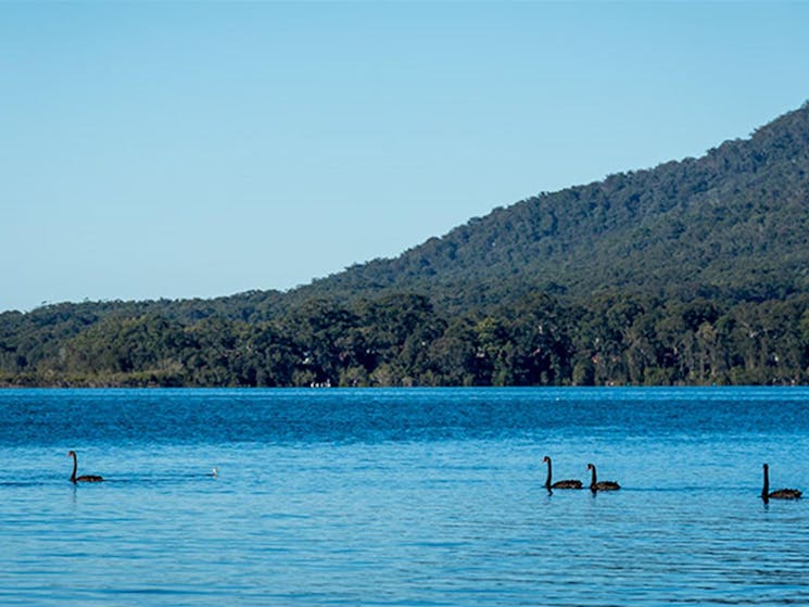 Queens Lake Nature Reserve. Photo: John Spencer