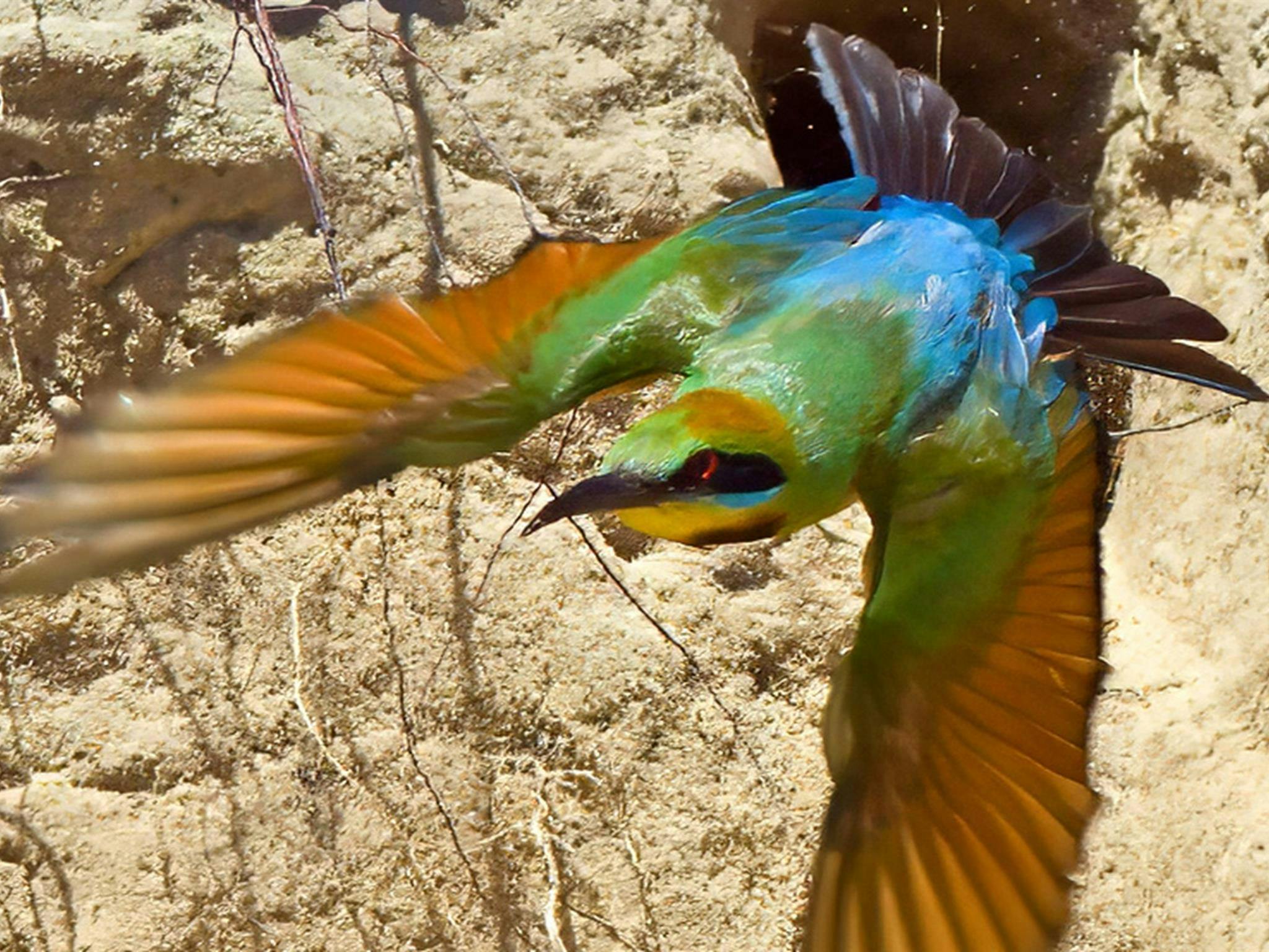 Beautiful rainbow bee-eater birds are found by the waterholes in outback Brindingabba National Park,
