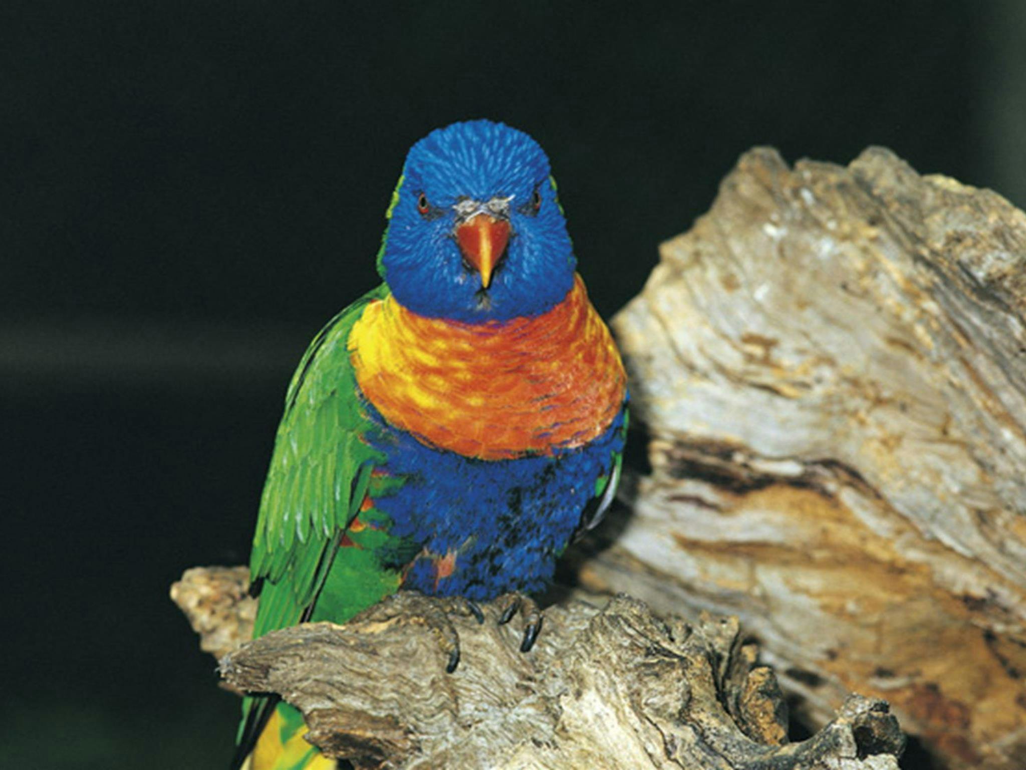 Rainbow lorikeet. Photo: John Spencer/OEH
