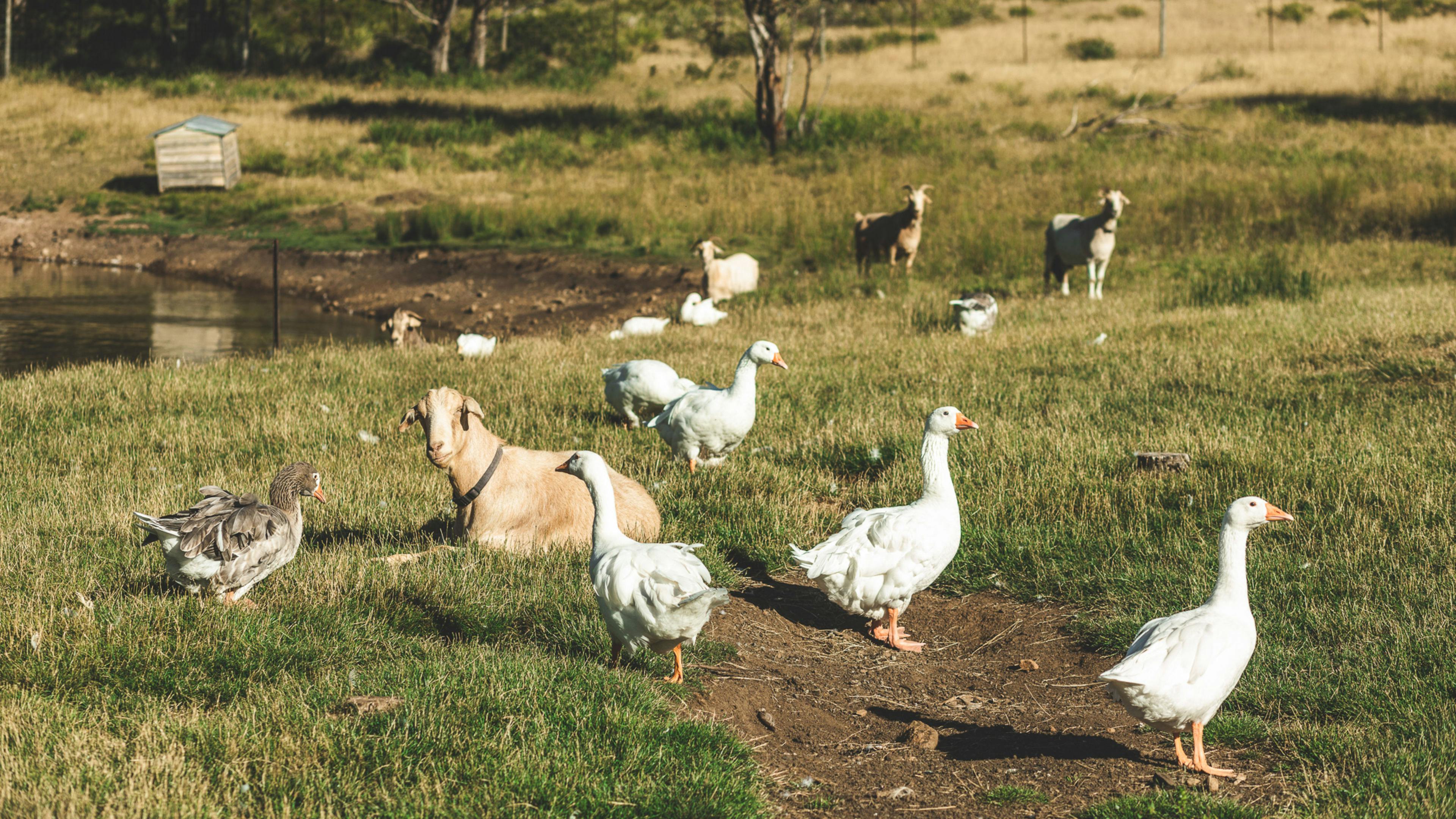 Ravens Nest Tasmania