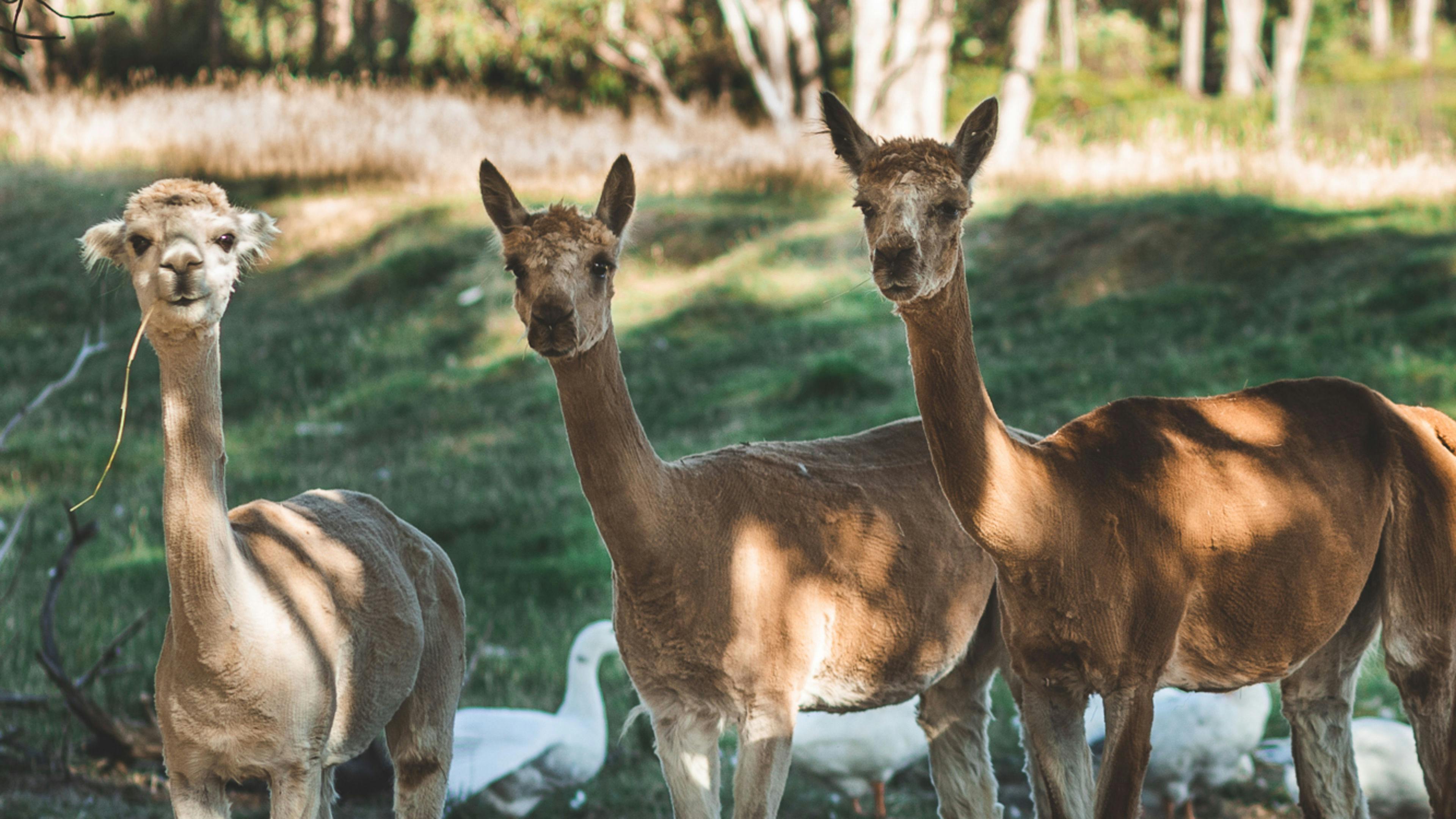 Ravens Nest Tasmania