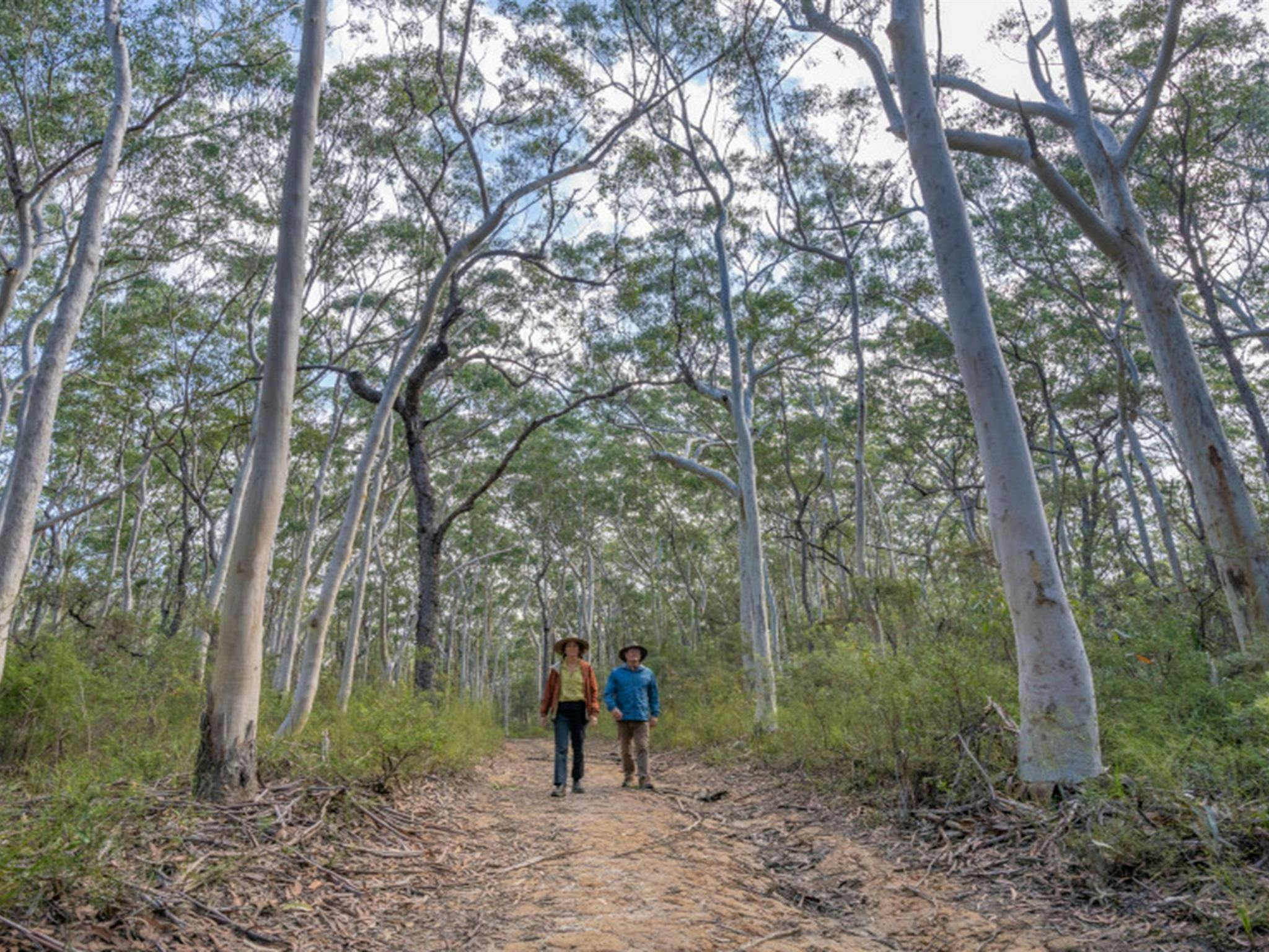 Zwei Wanderer wandern unter hoch aufragenden Bäumen auf dem Rayners-Wanderweg im Nationalpark Mount Jerusalem.
