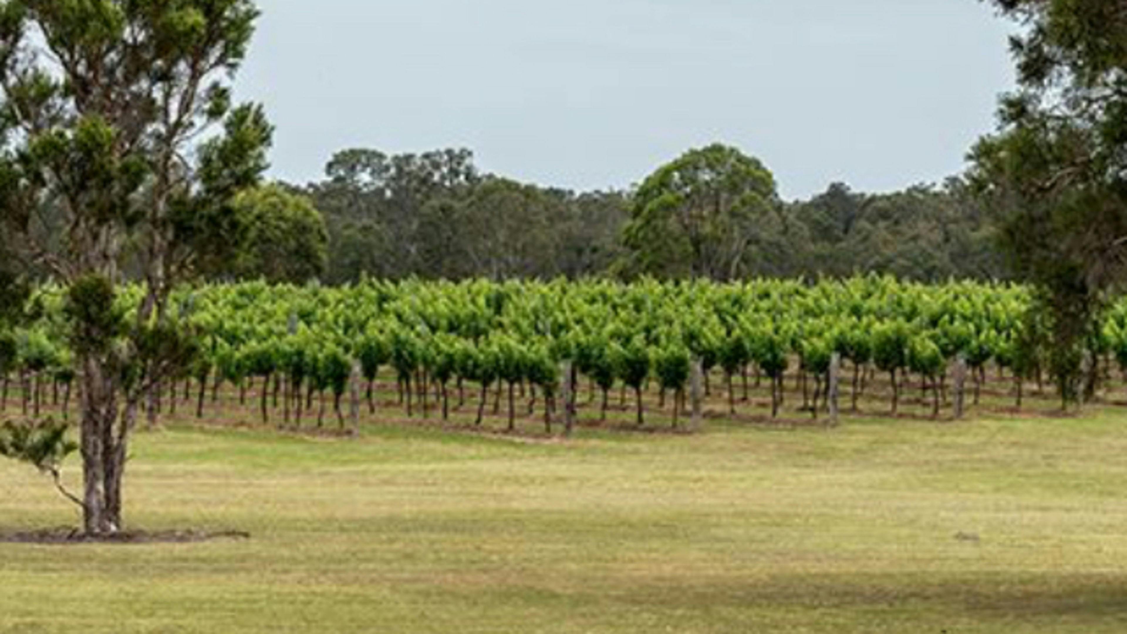 트리니티 빈야드 - 헌터 밸리