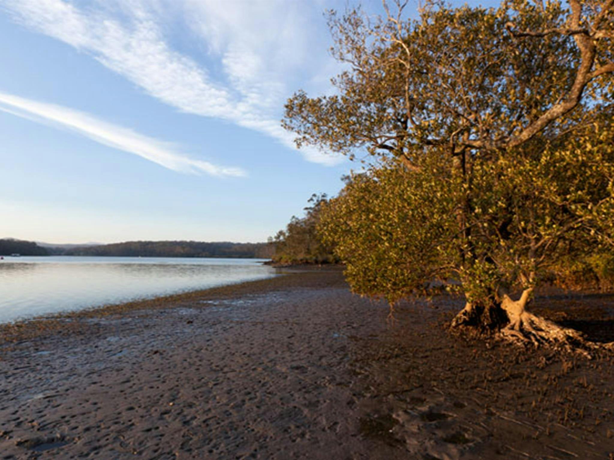Red Gum campground riverside, Clyde River National Park. Photo: Lucas Boyd/DPIE