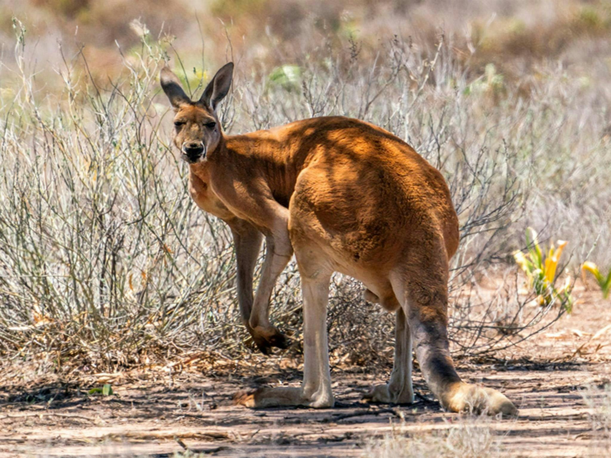 Brindingabba National Park