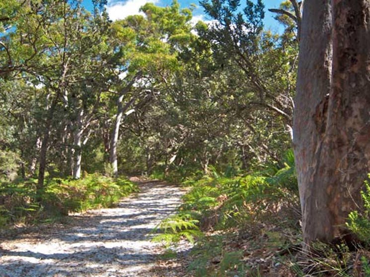 Red gum trail, Wyrrabalong National Park. Photo: John Spencer &copy; OEH