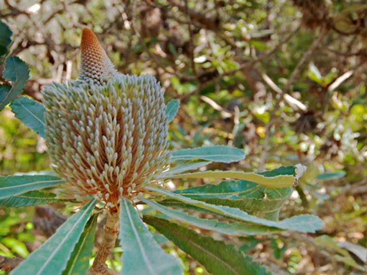 Native Australian flora in Wyrrabalong National Park. Photo: John Spencer &copy; OEH