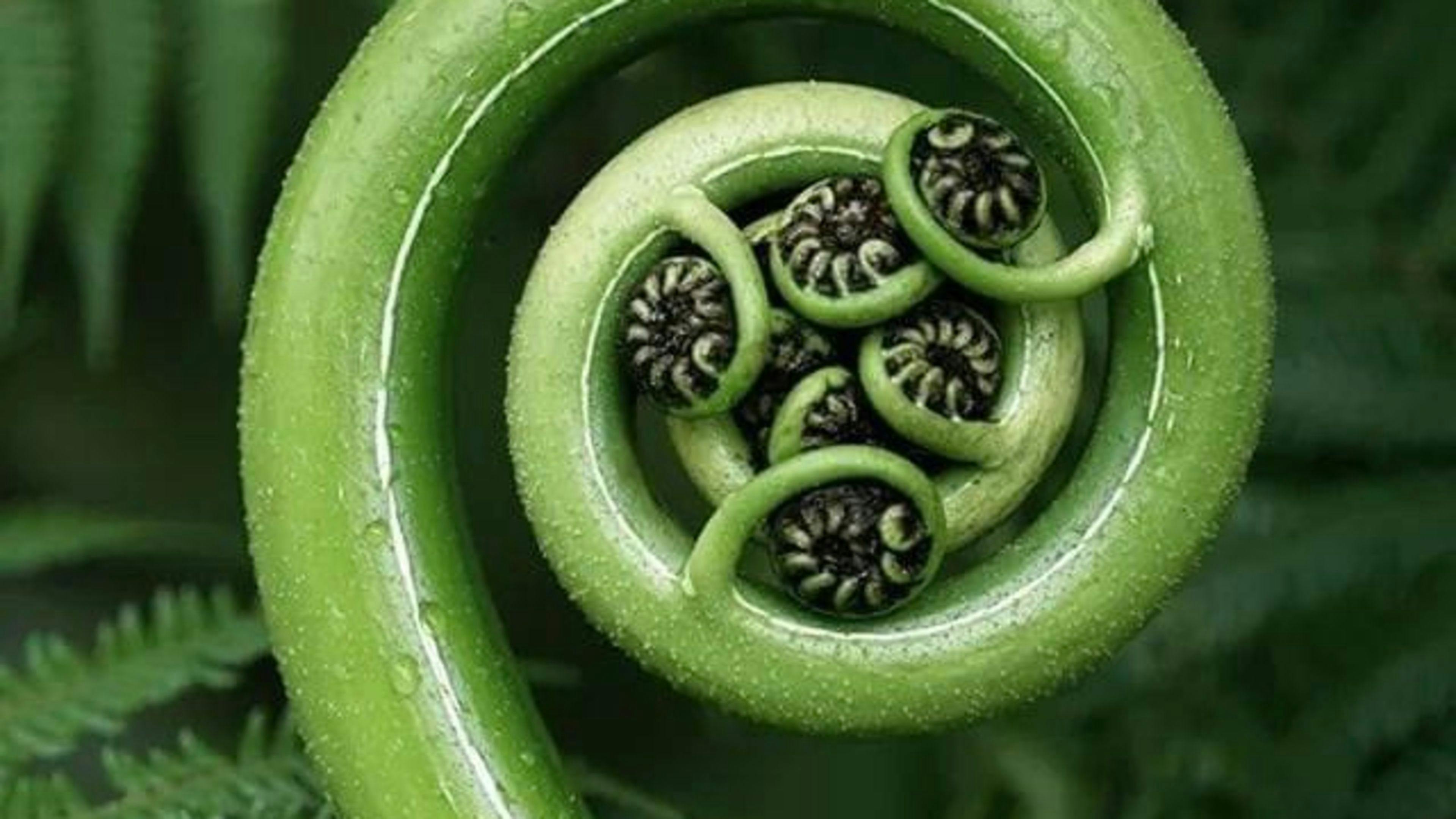 Resonance - Forest Song