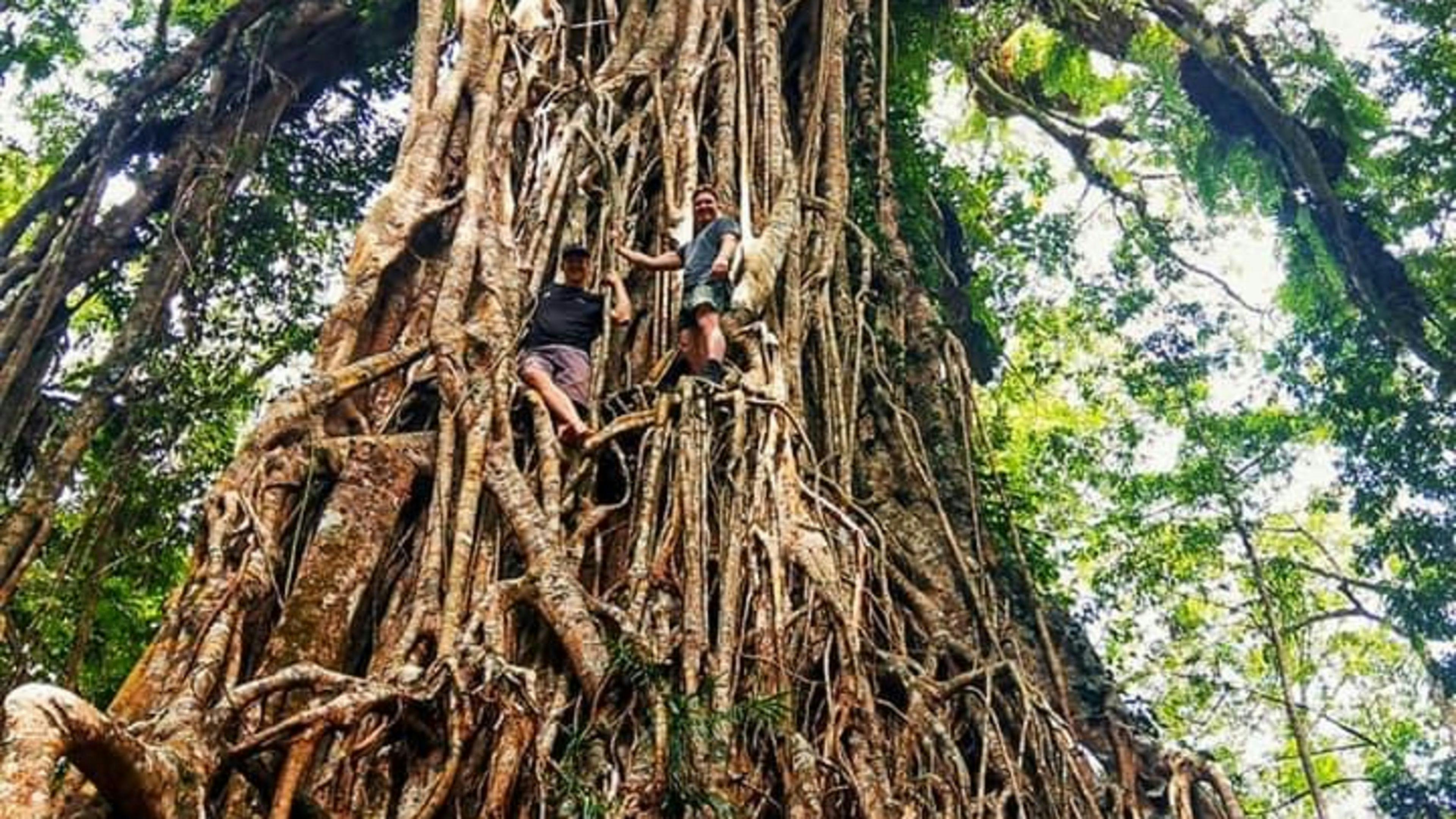 Resonance - Forest Song