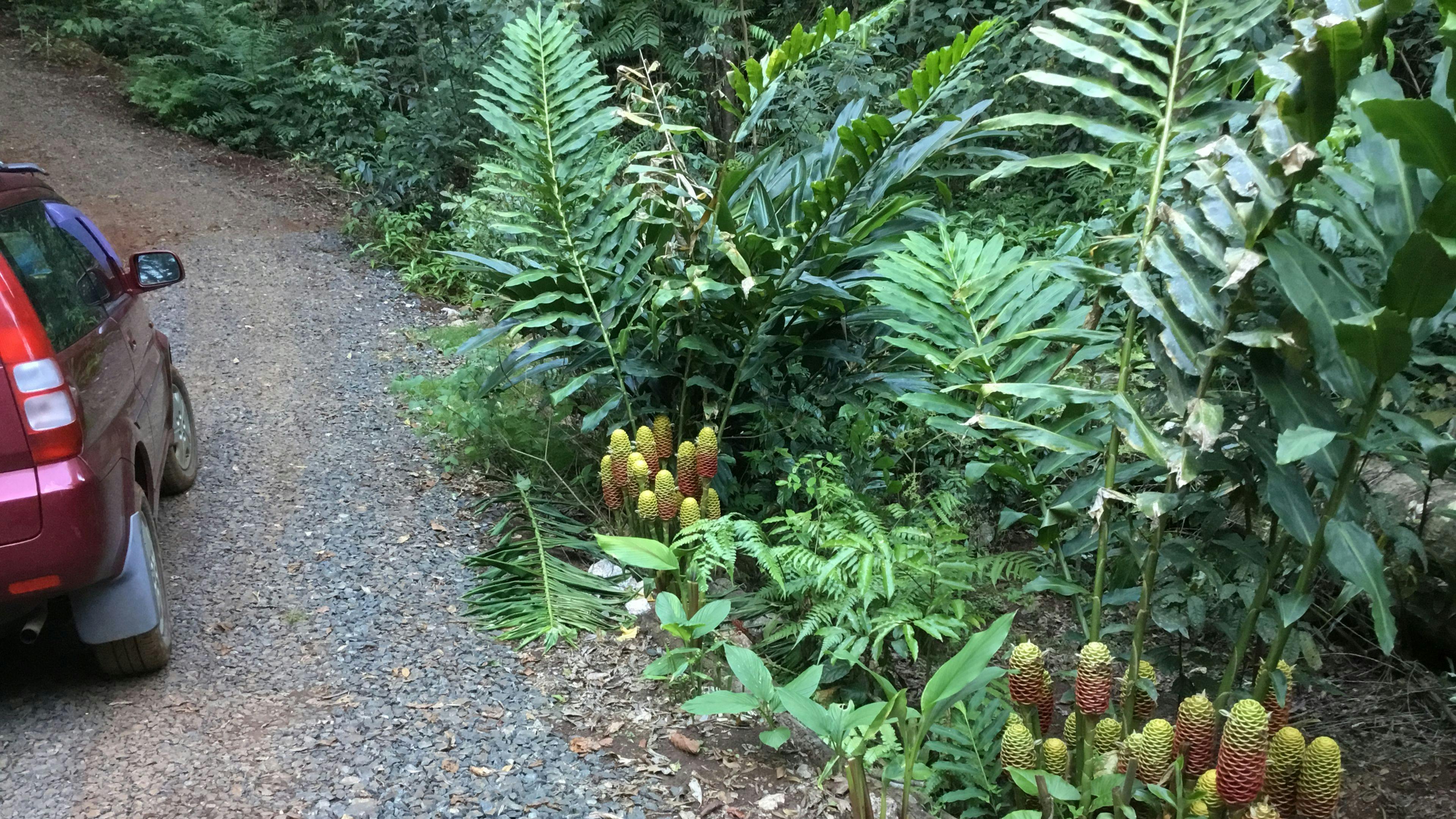 Resonance - Forest Song