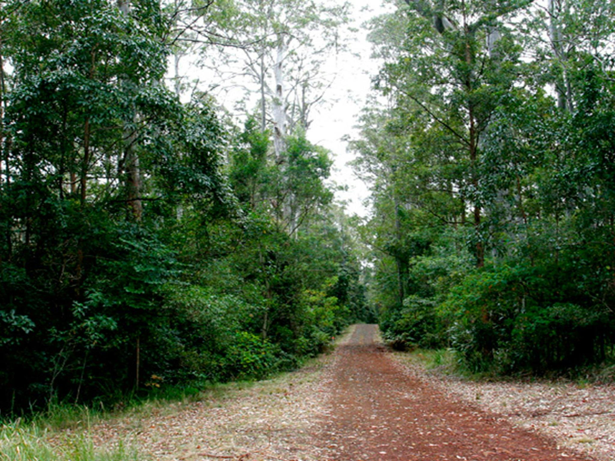 Cambridge Plateau Scenic Drive, Richmond Range National Park. Photo: J Atkins/NSW Government