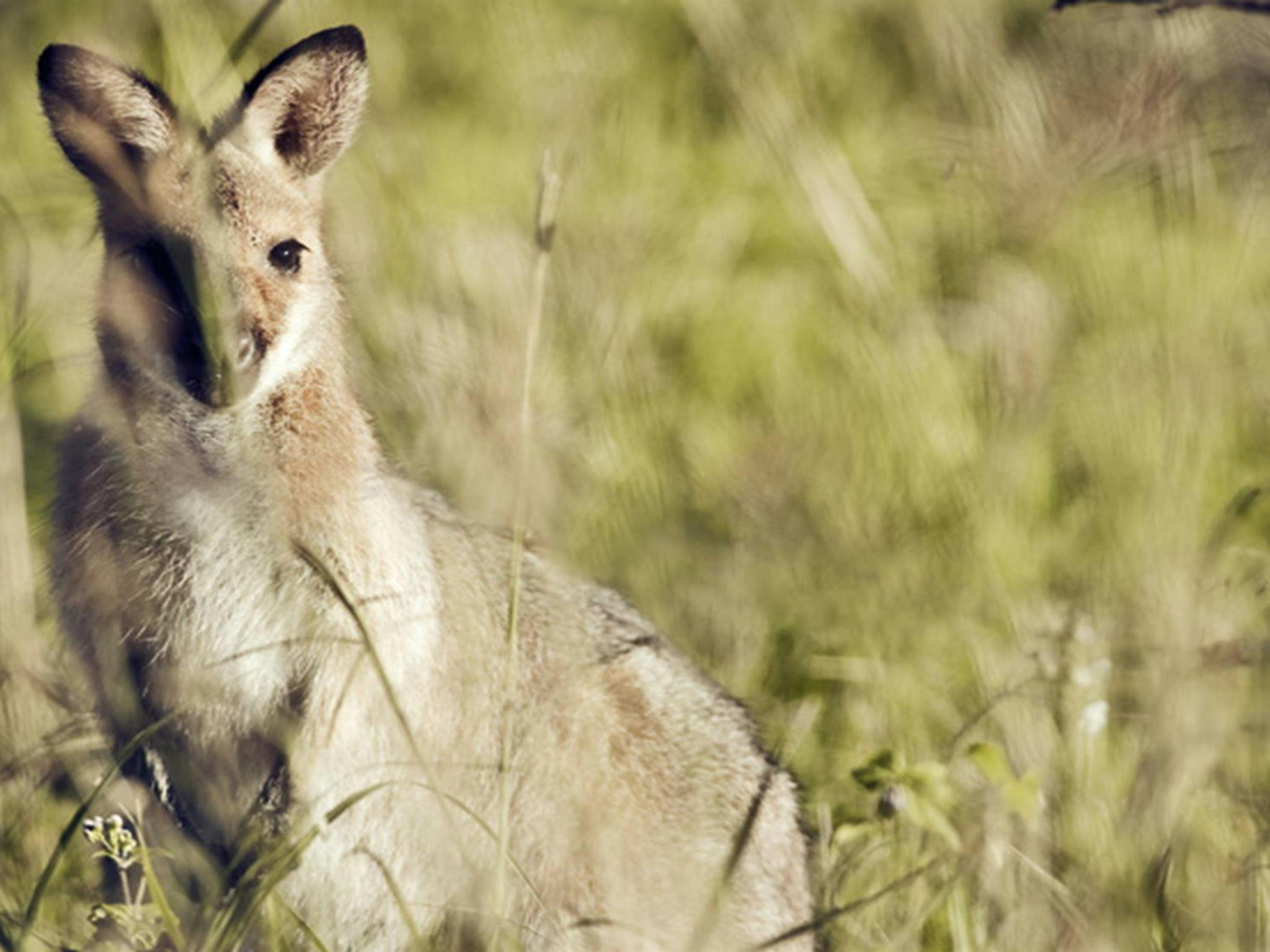 Red-necked Wallabies, Richmond Range National Park. Photo: T Worden/NSW Government