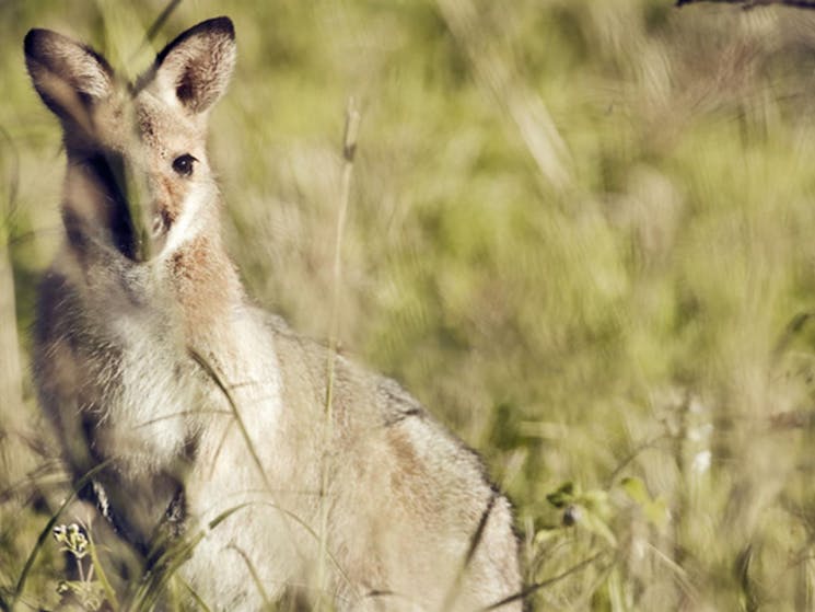 Red-necked Wallabies, Richmond Range National Park. Photo: T Worden/NSW Government