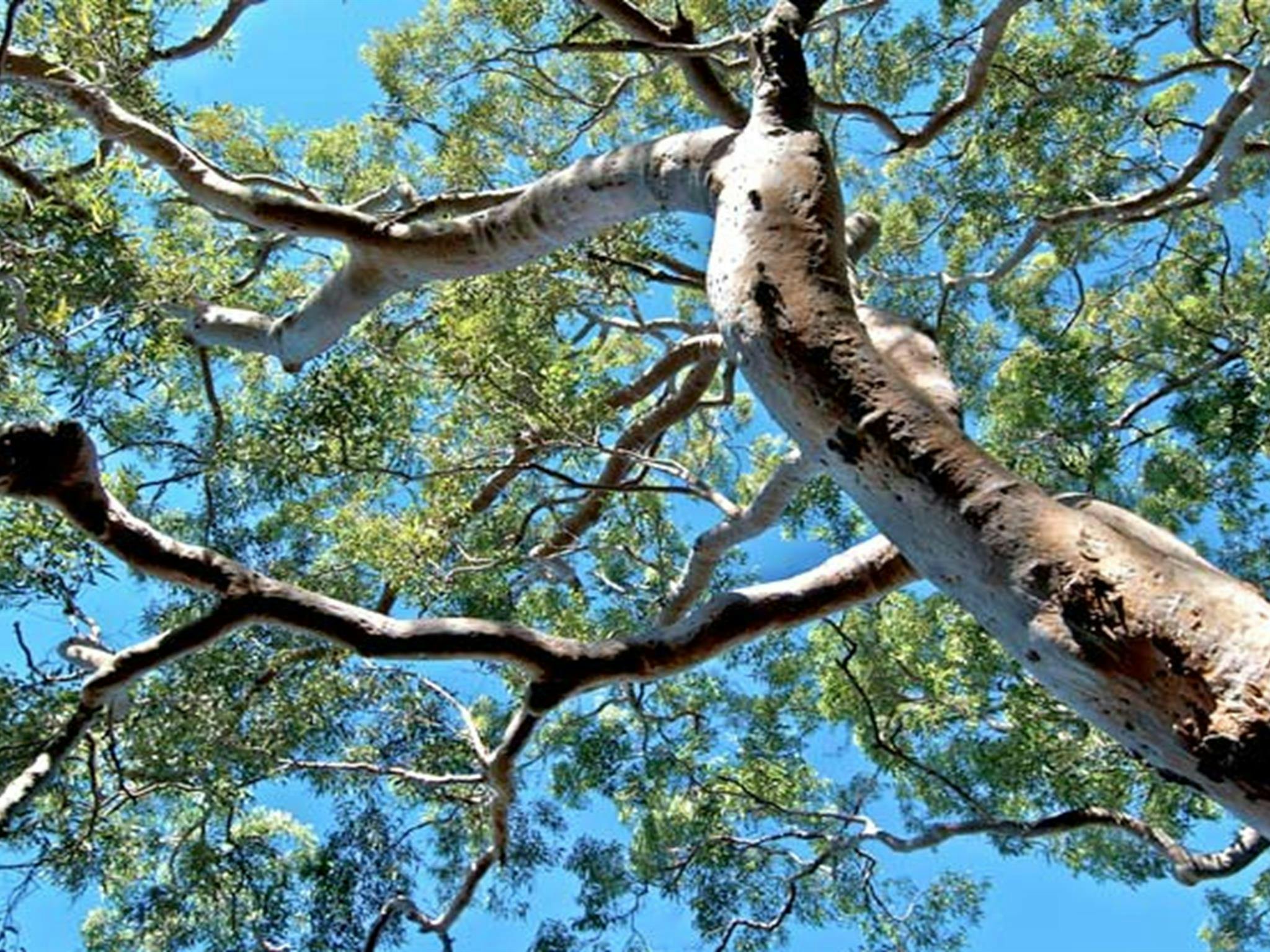 Höhenwanderweg im Georges River Nationalpark. Foto: John Spencer