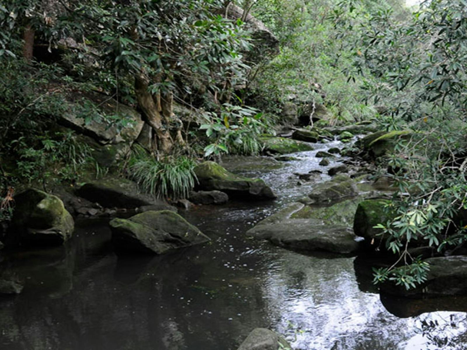 Lane Cove River, Lane Cove National Park. Photo: Kevin McGrath © DPIE