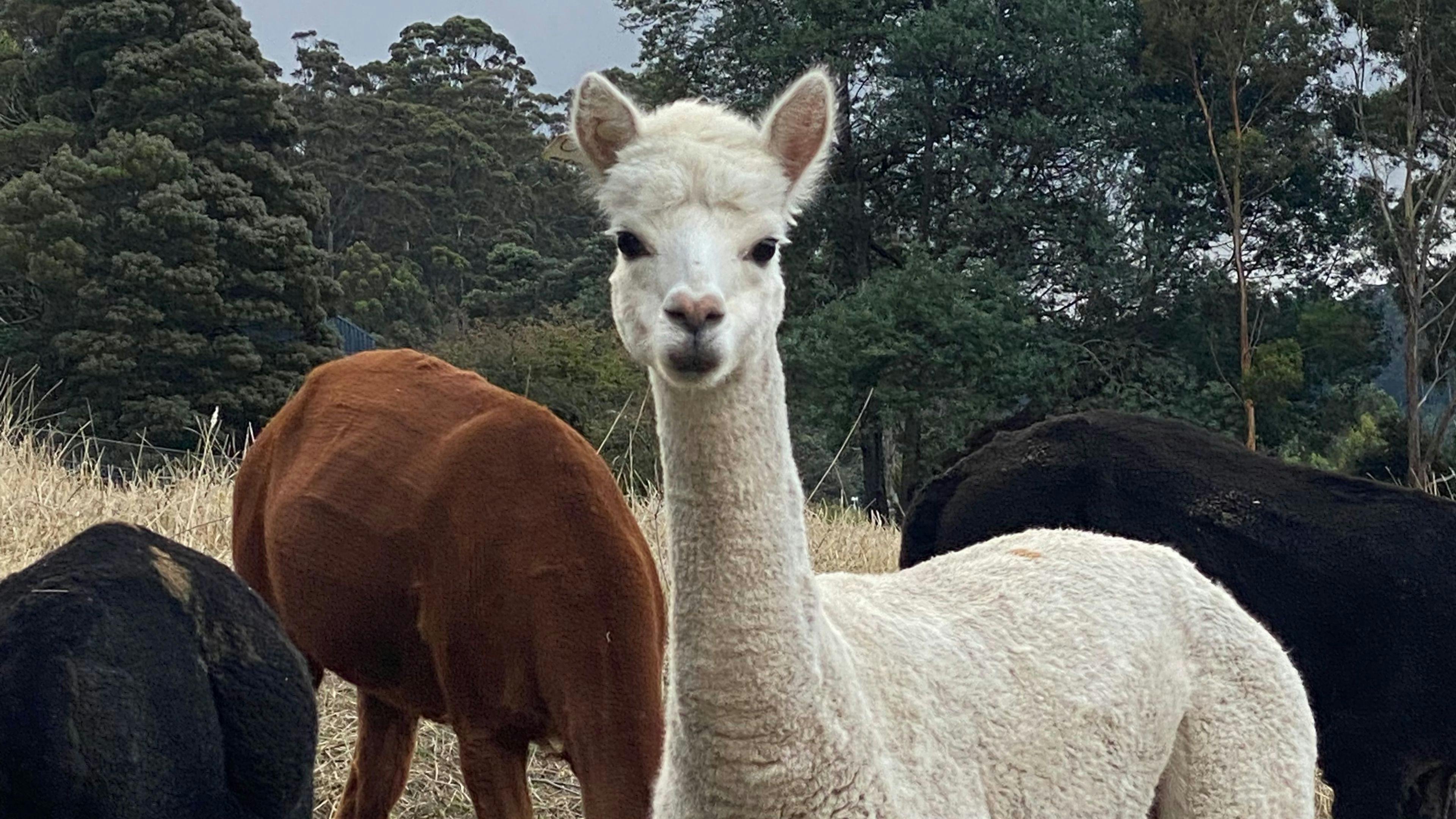 River Huon Views, 3258 Huon Highway
