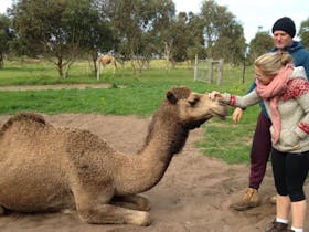 Camel encounters