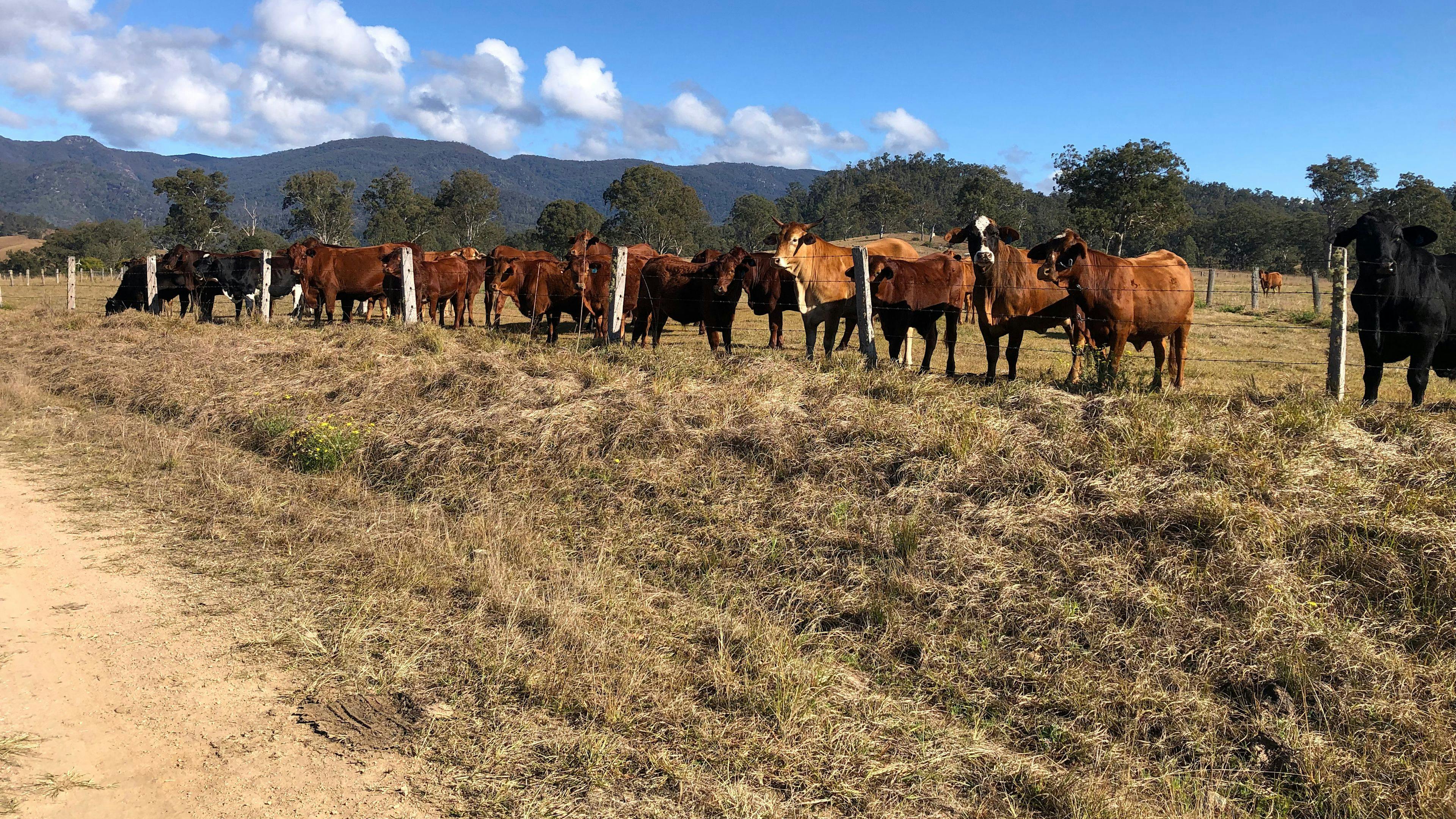 The cows are friendly and curious. Keep an eye out for lovely Colin 110 — he will usually let you pat him, but he’ll also raid your car for snacks! 