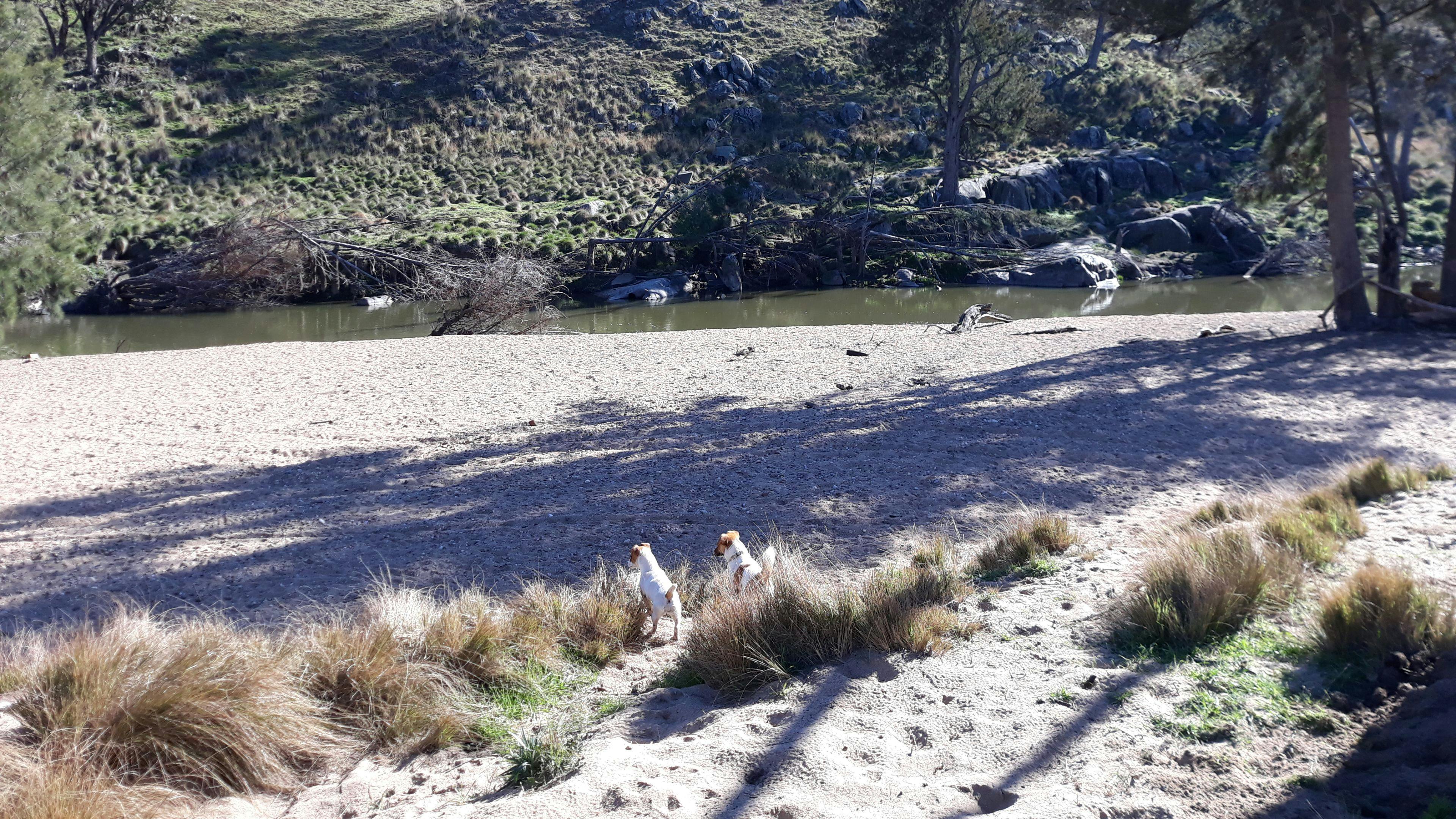 Pups on at the Rockytop Riverside Camp. 