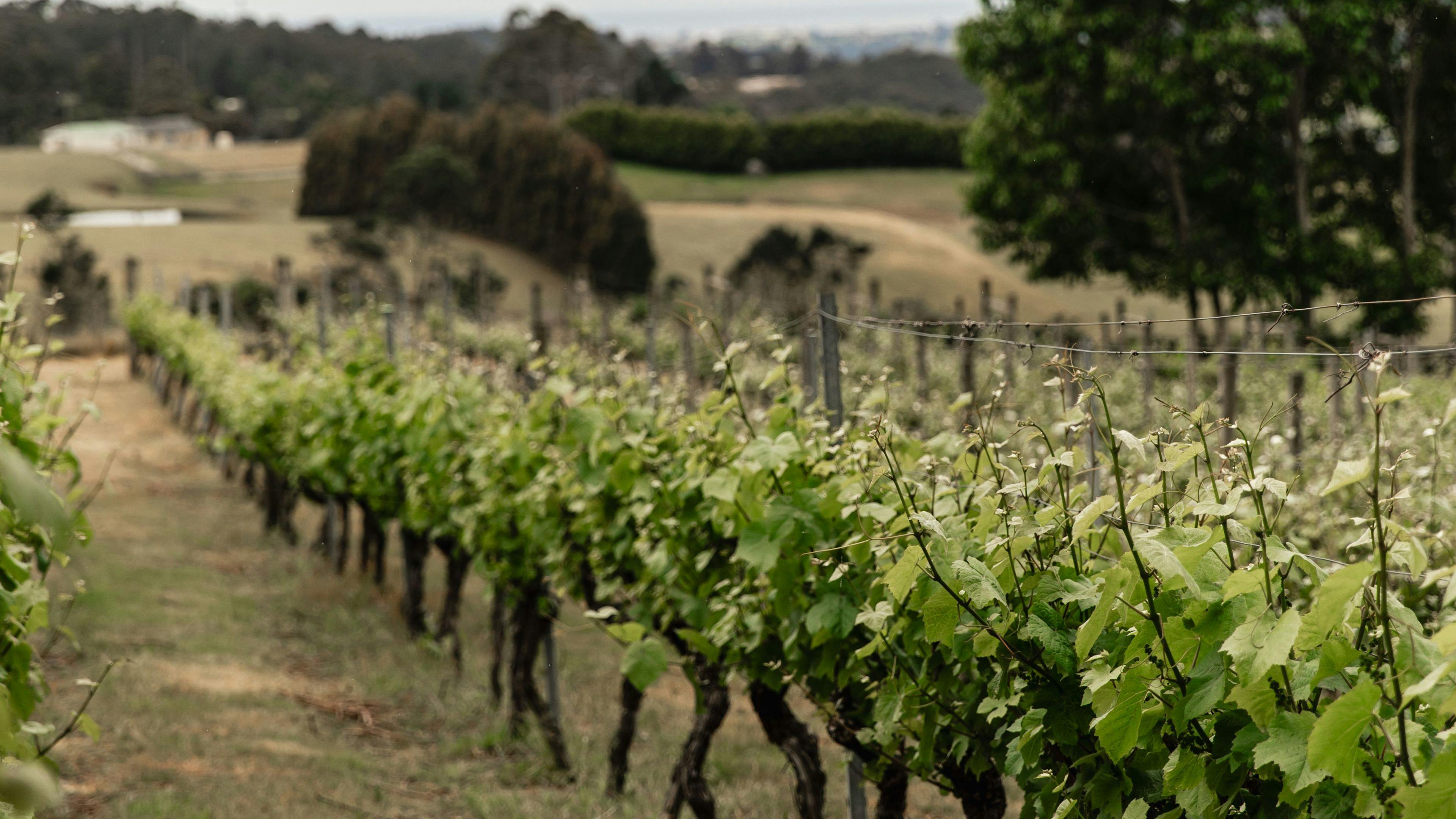House of Hargrave Vineyard
