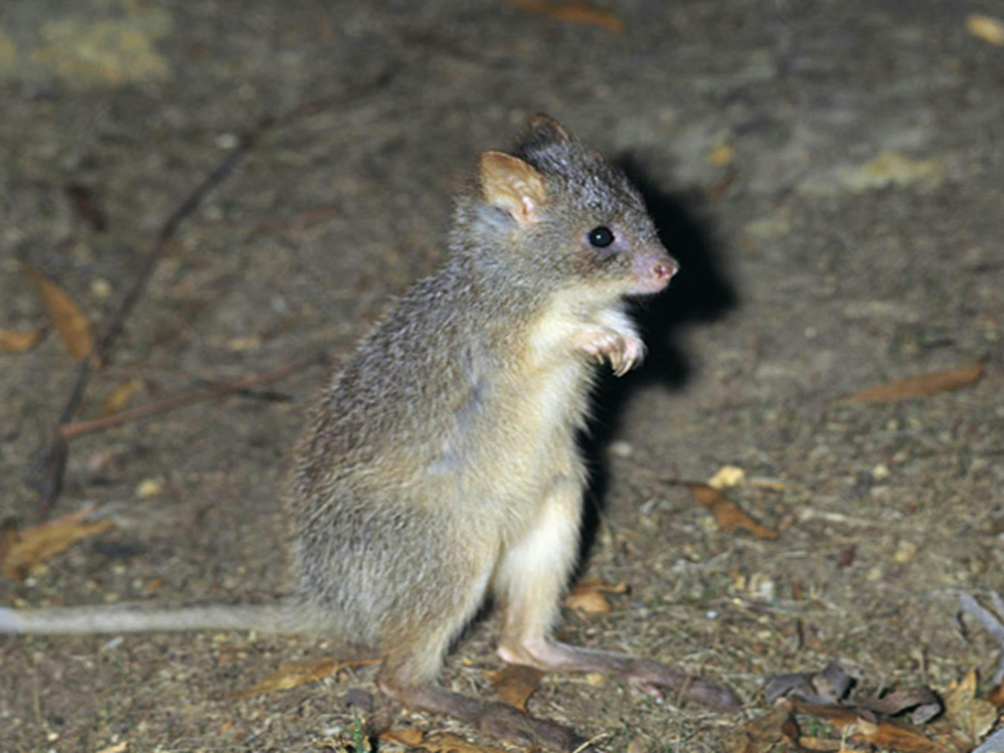 Rufous bettong. Photo: Ken Stepnell © DPIE