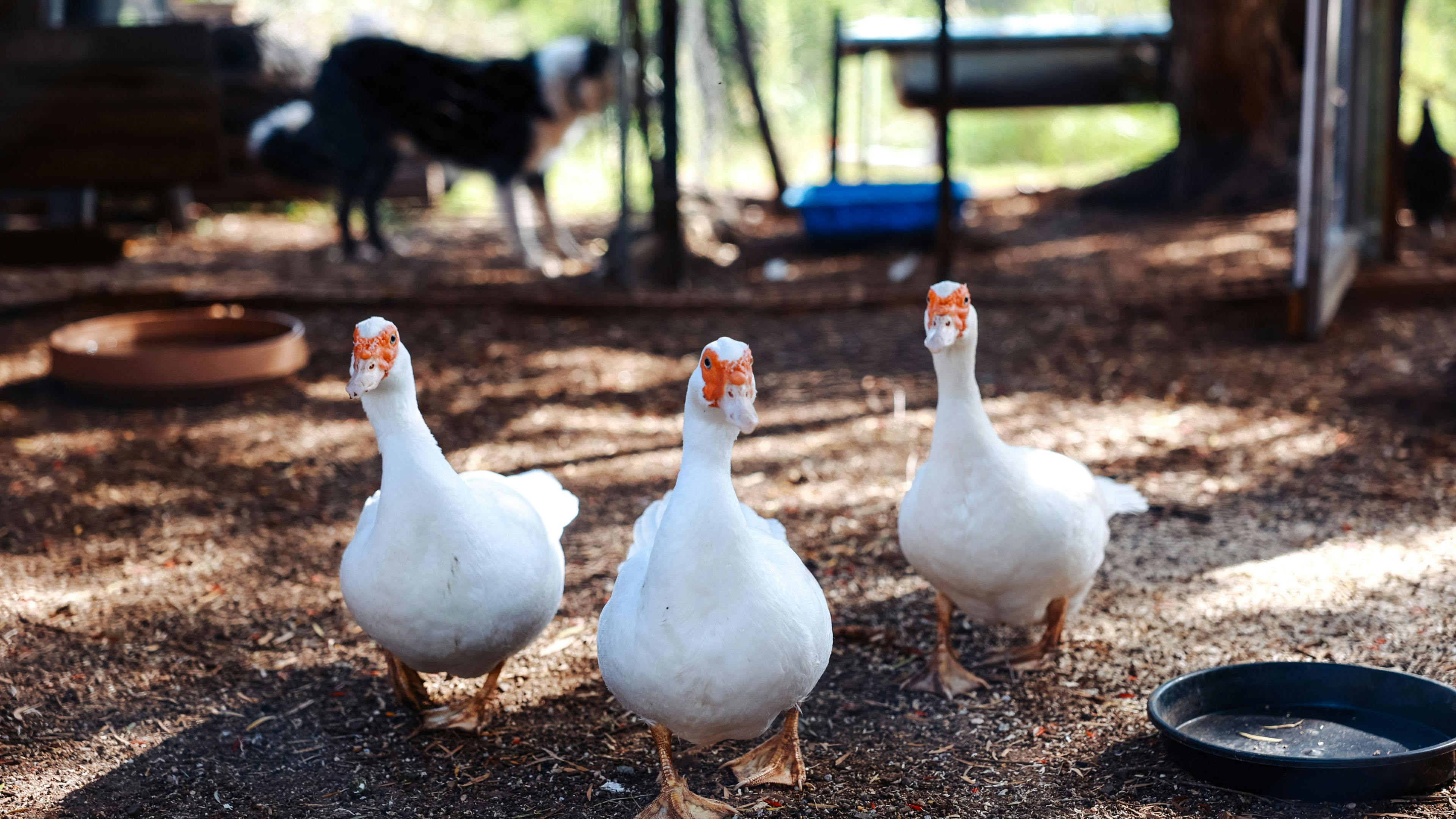 Rooster Hill Camping  Amamoor