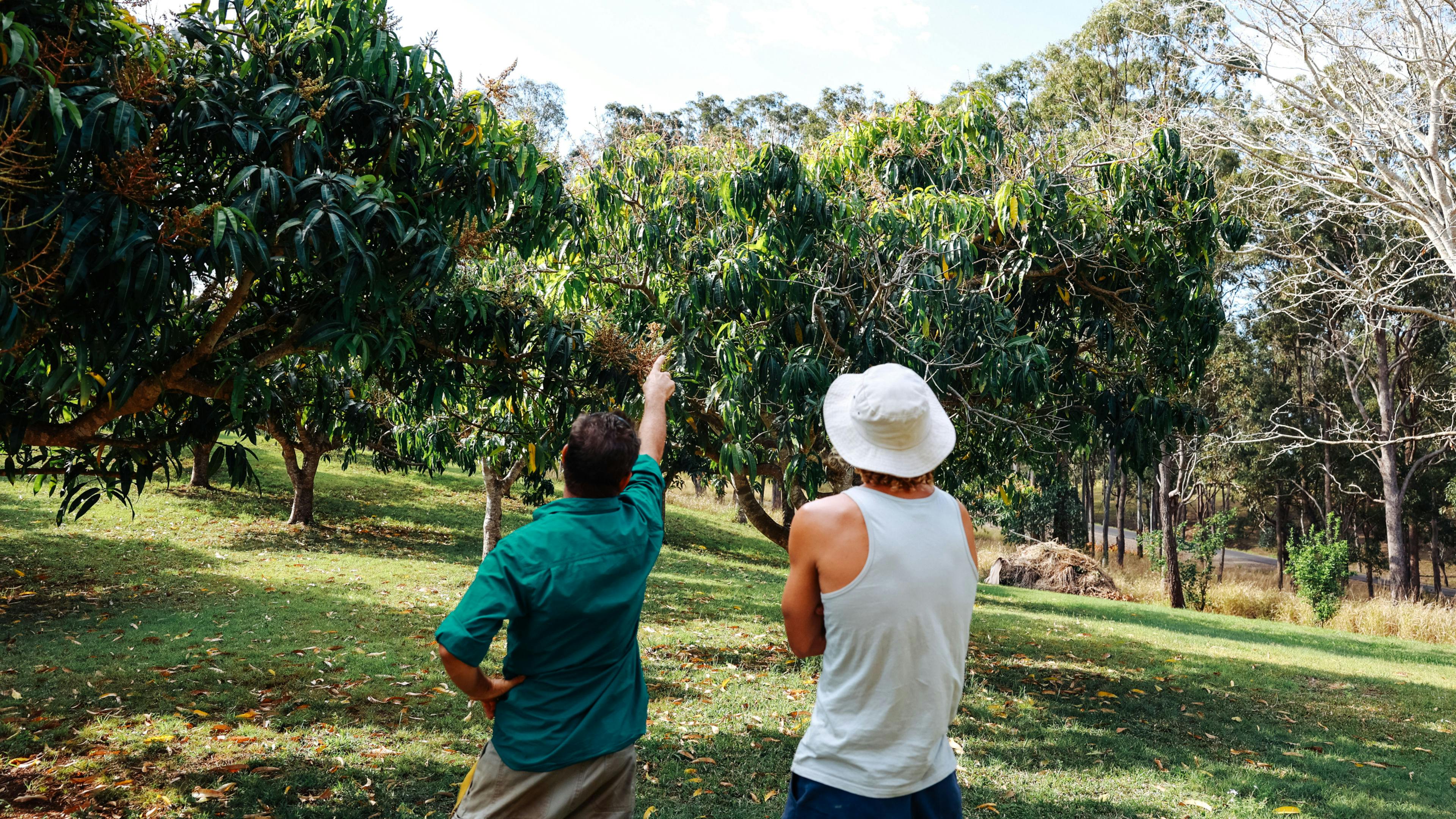 Rooster Hill Camping  Amamoor